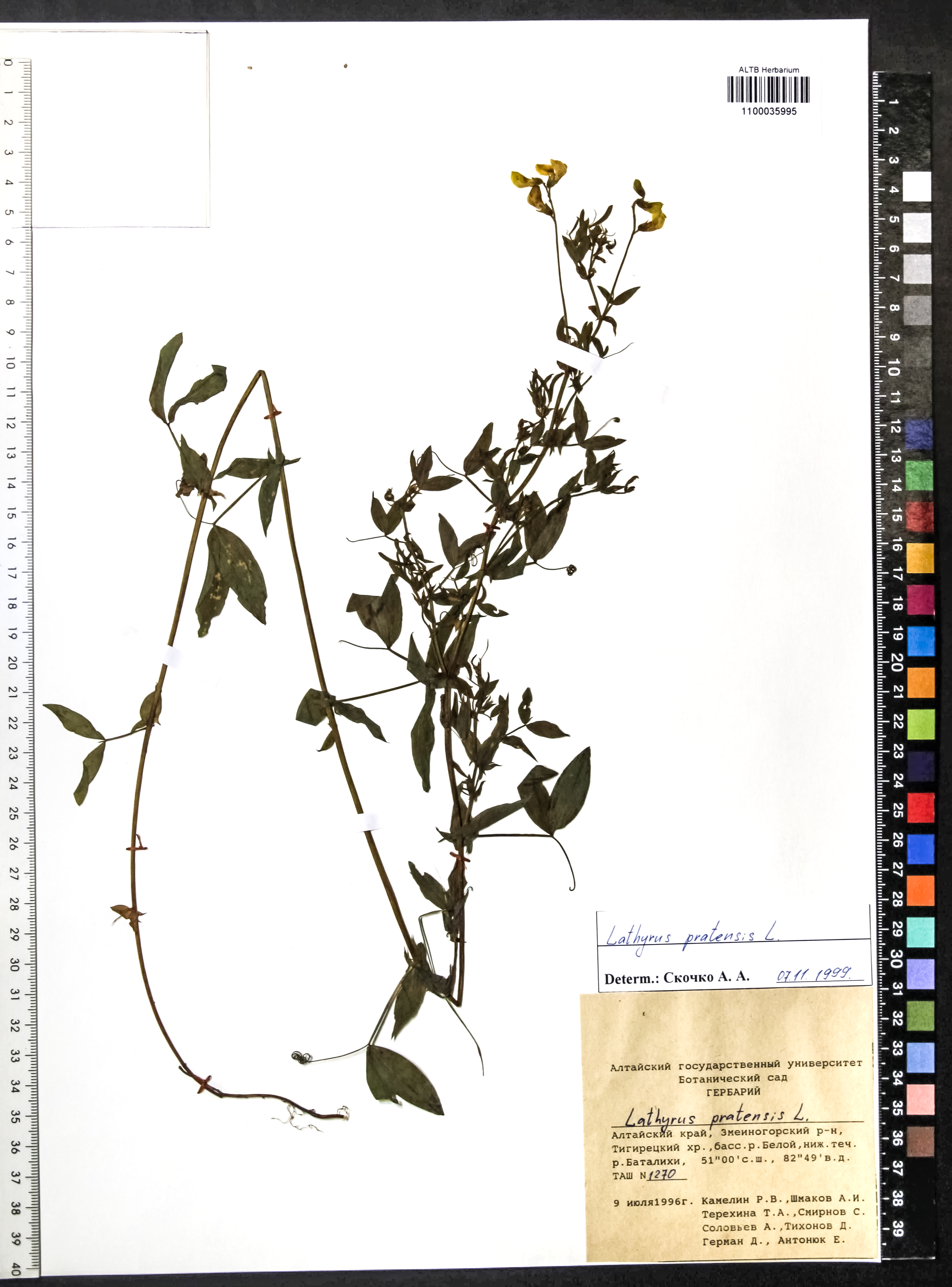 Lathyrus pratensis L.