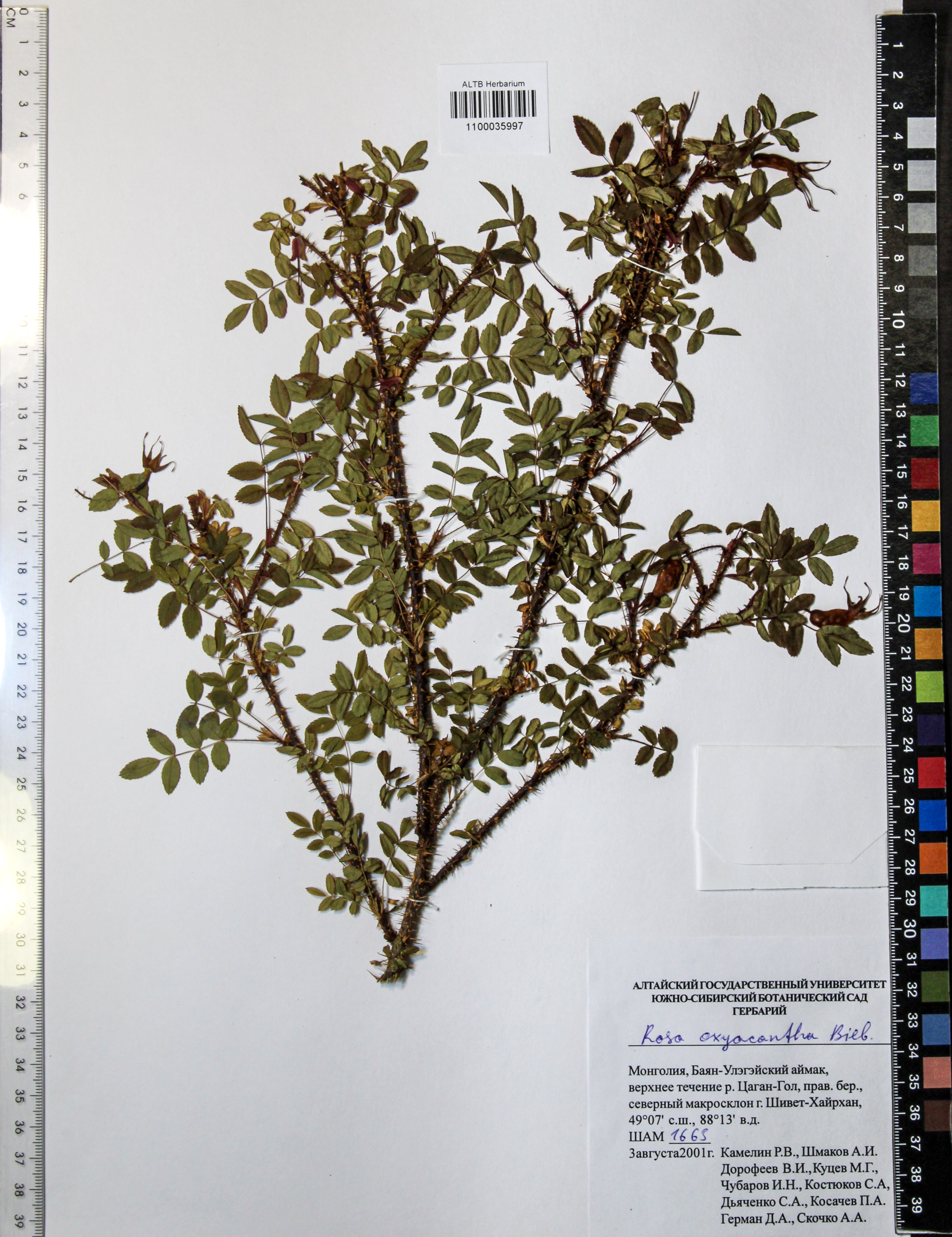 Rosa oxyacantha M.Bieb.
