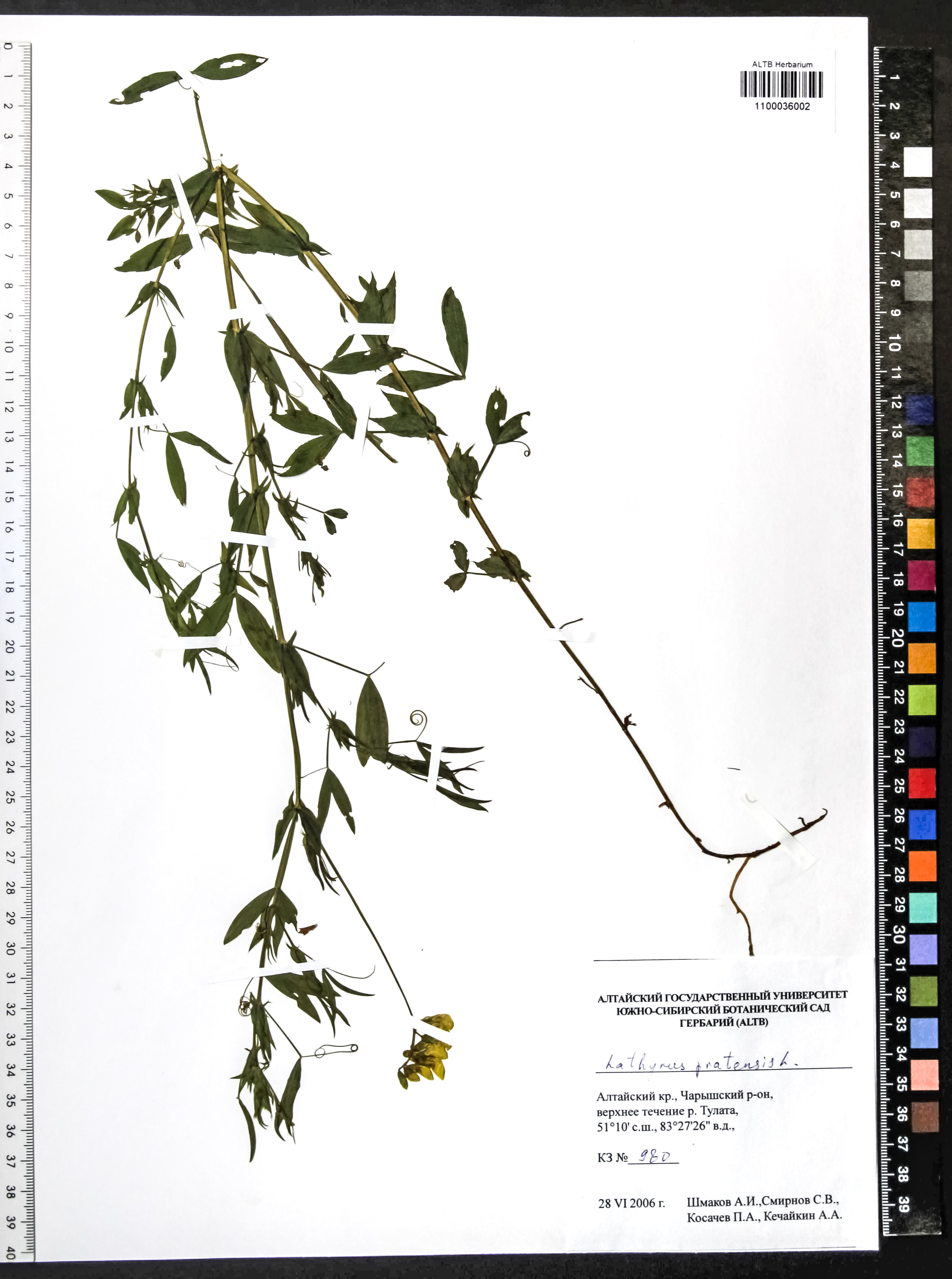 Lathyrus pratensis L.