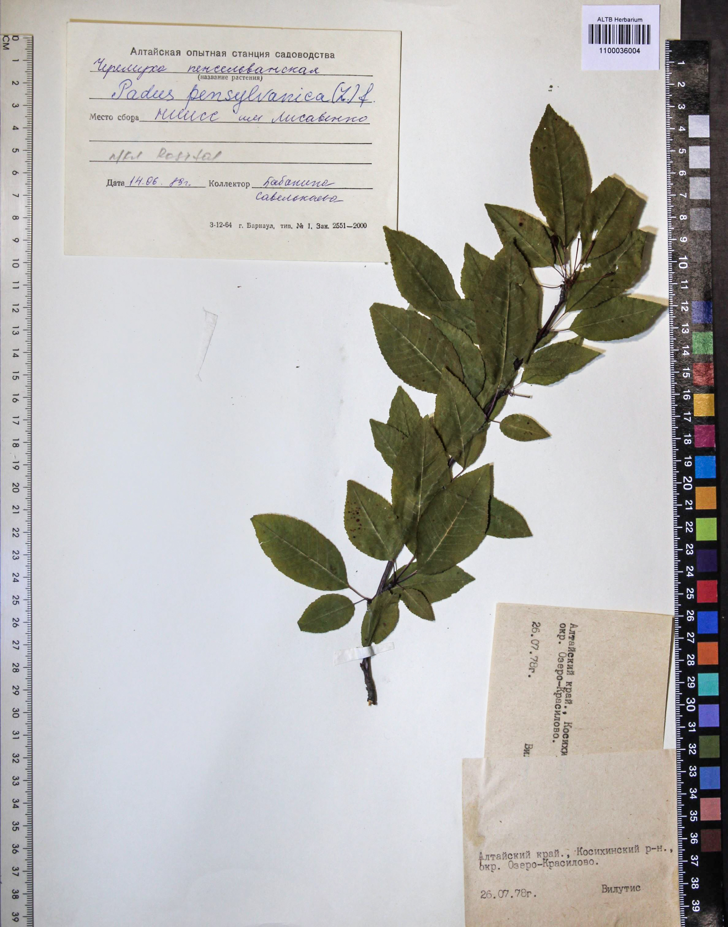 Prunus pensylvanica (L.f.) Loisel.