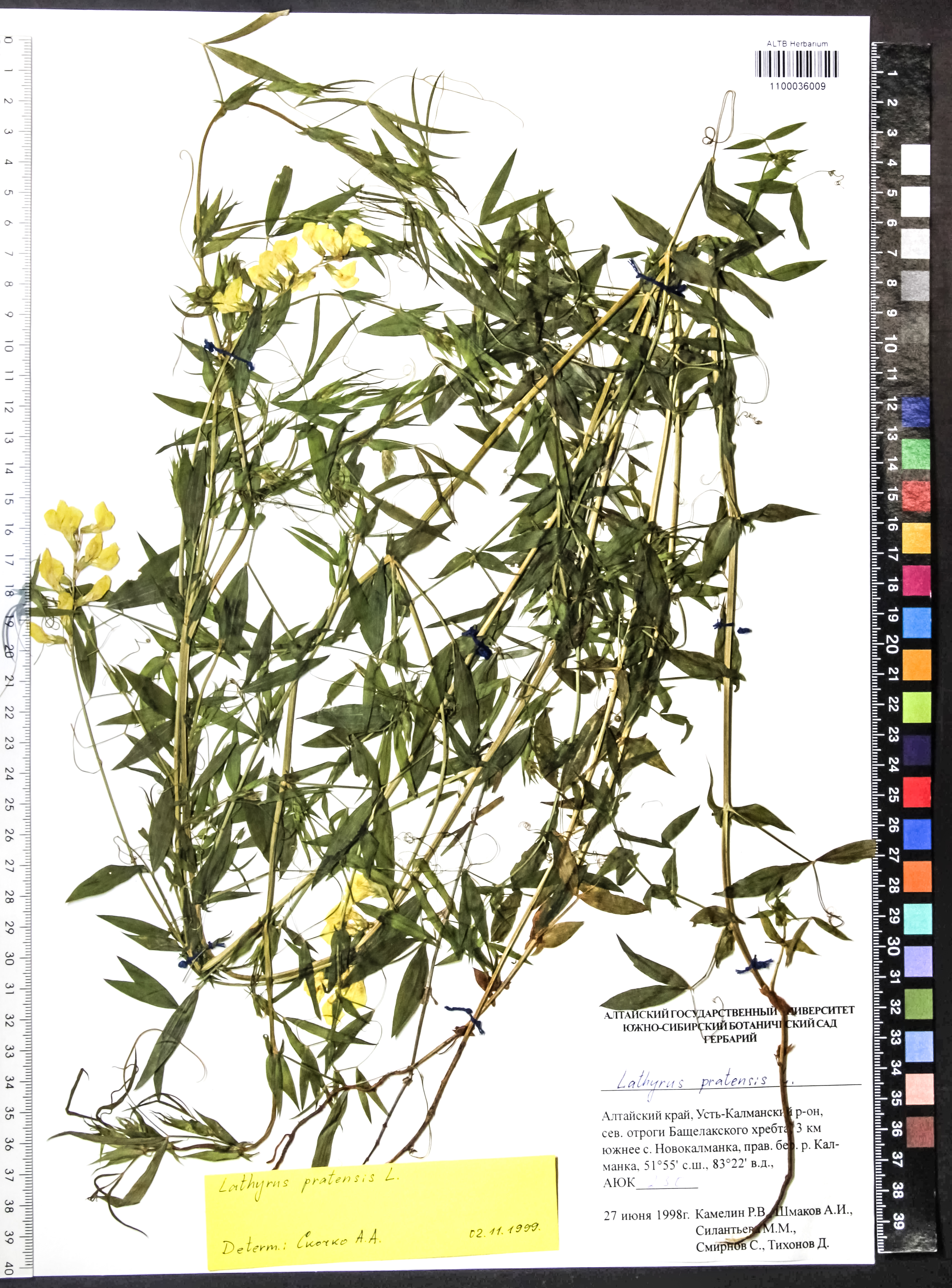 Lathyrus pratensis L.