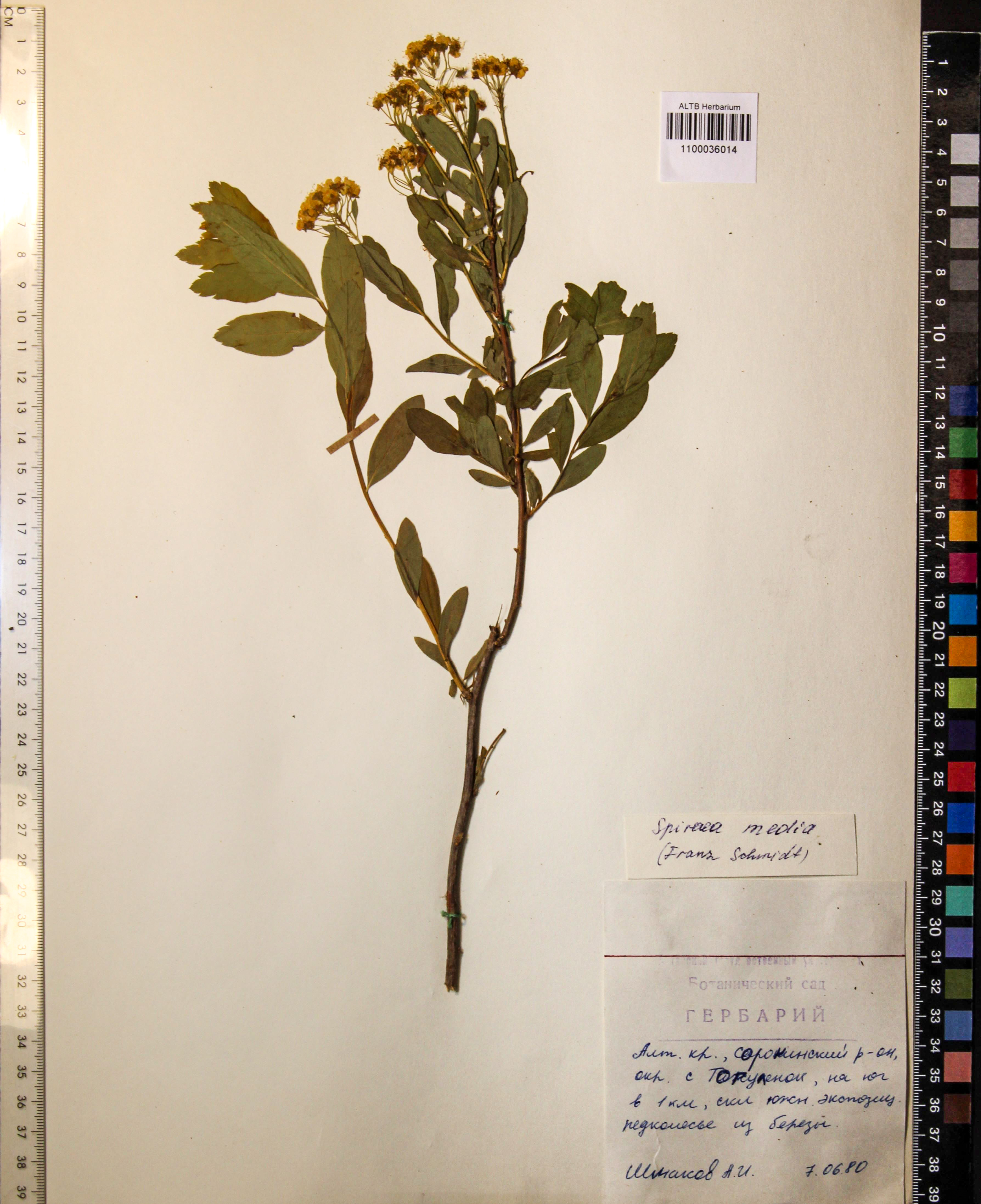 Spiraea media Schmidt