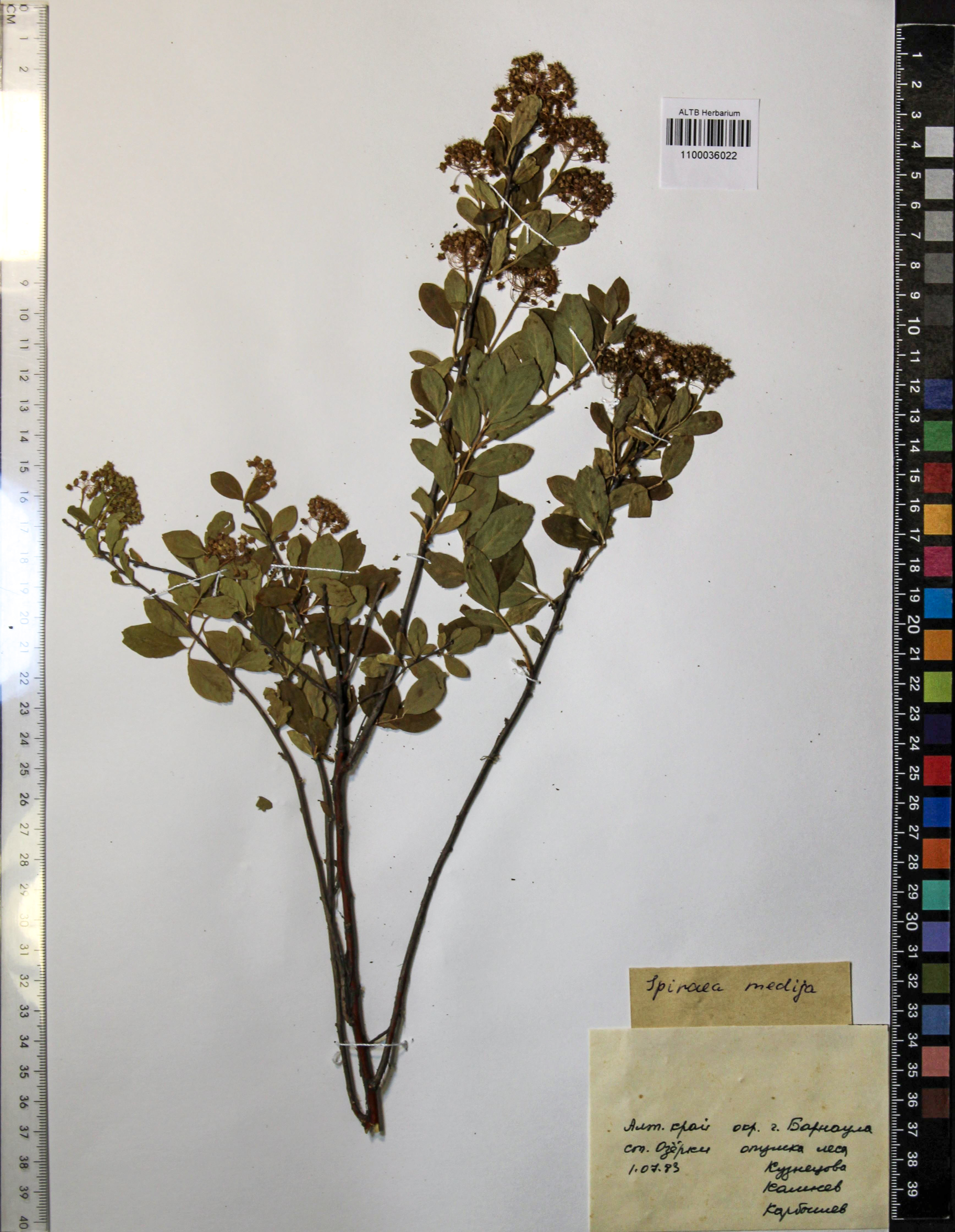 Spiraea media Schmidt