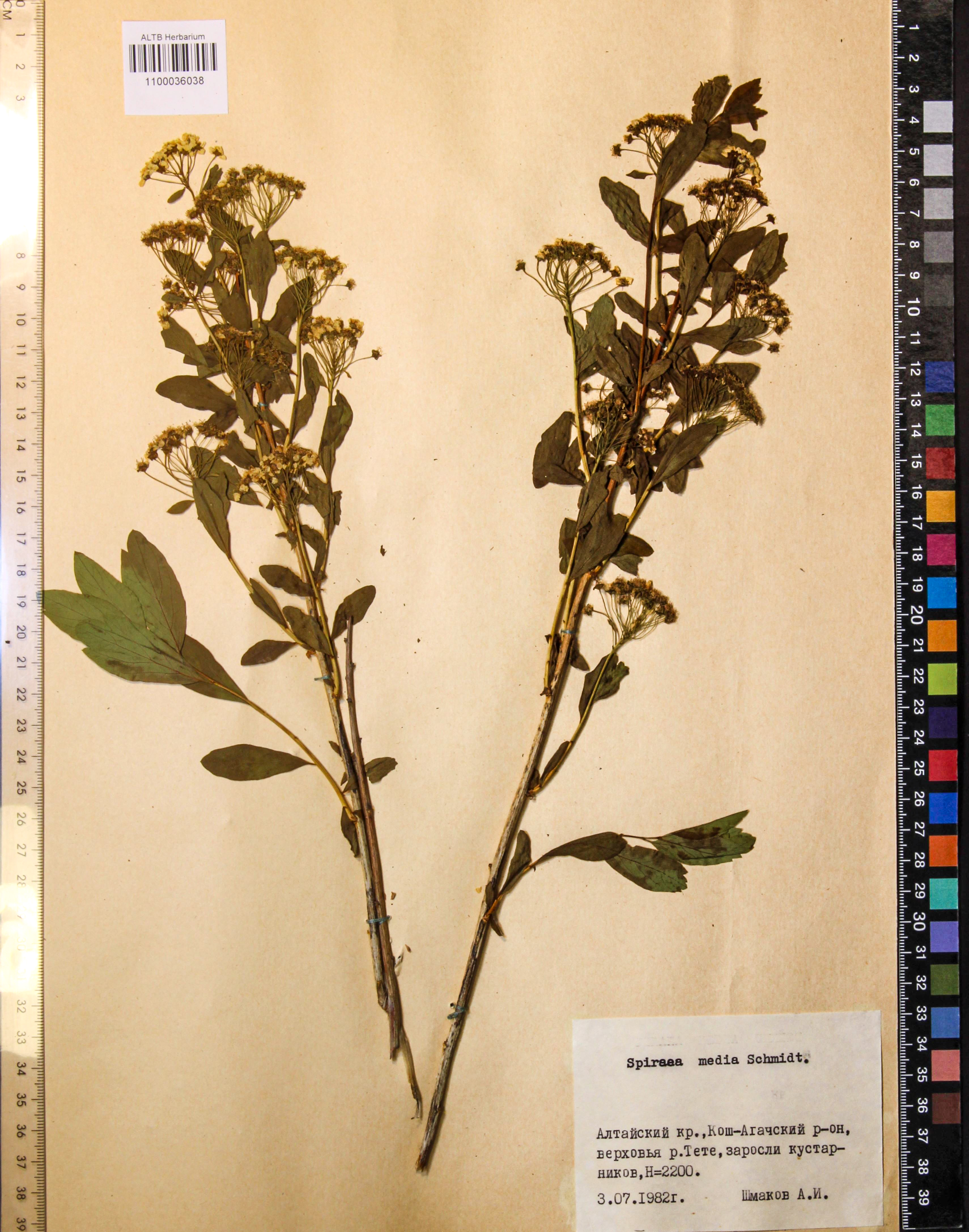 Spiraea media Schmidt