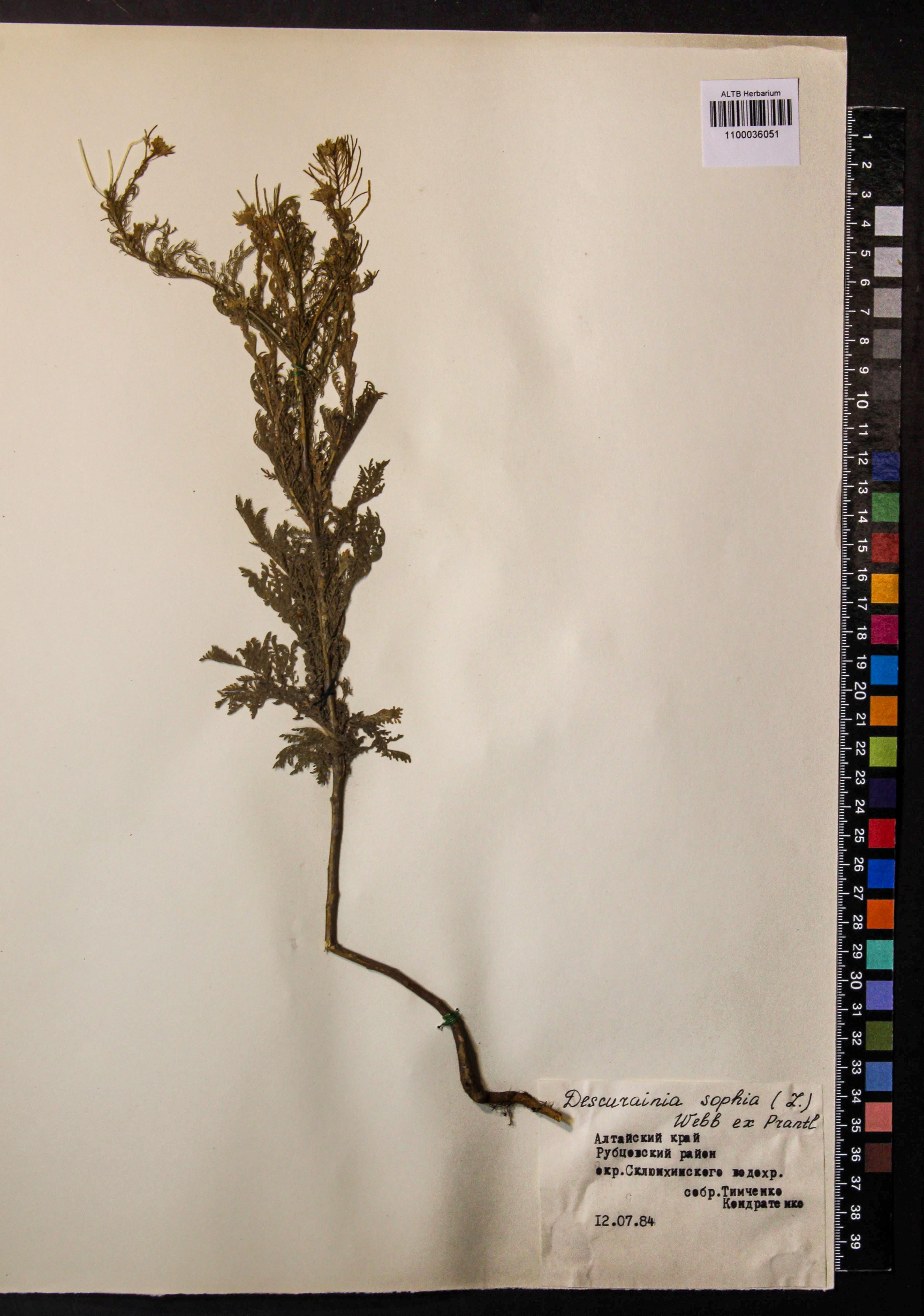 Descurainia sophia (L.) Webb ex Prantl