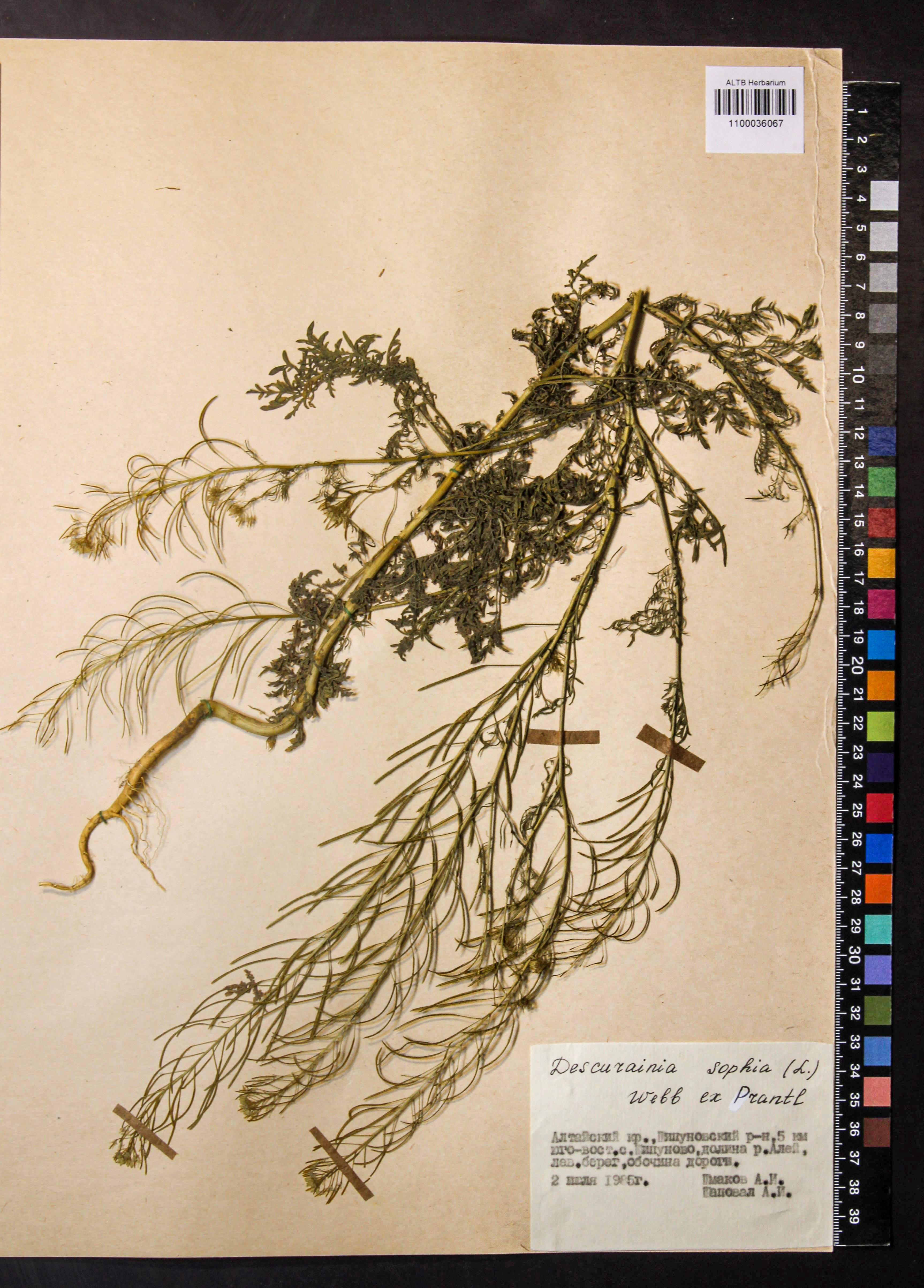 Descurainia sophia (L.) Webb ex Prantl