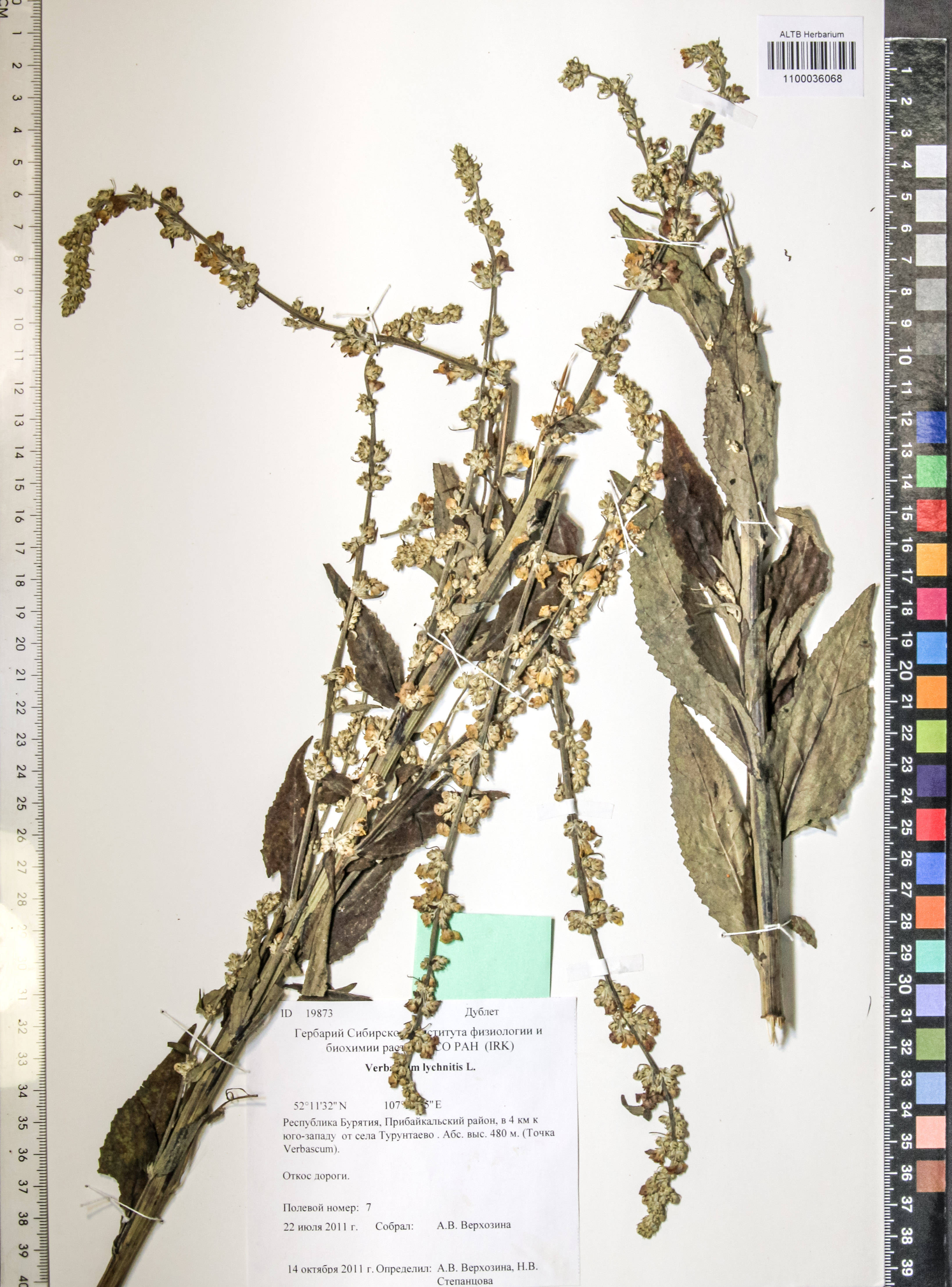 Verbascum lychnitis L.