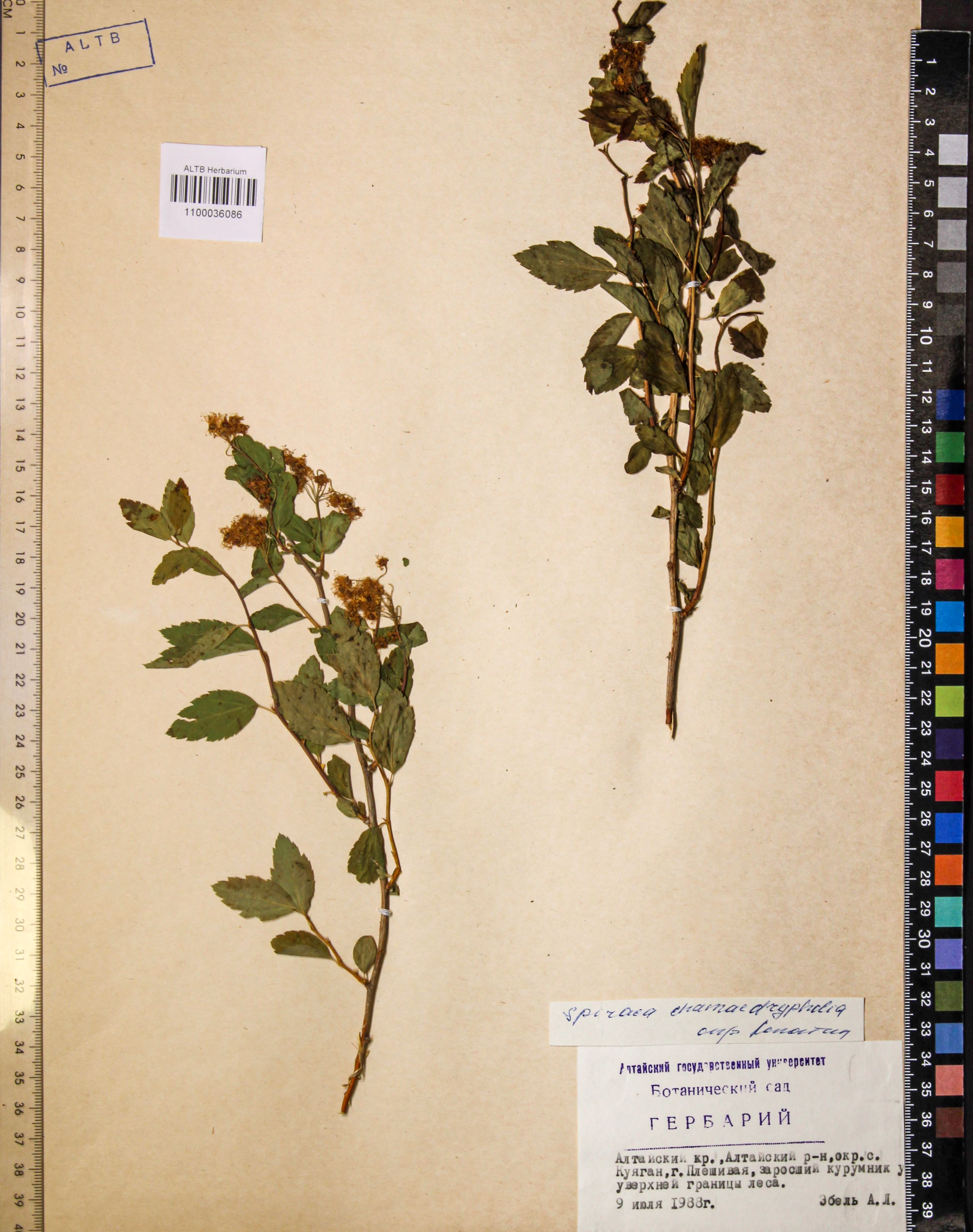 Spiraea chamaedryfolia L.