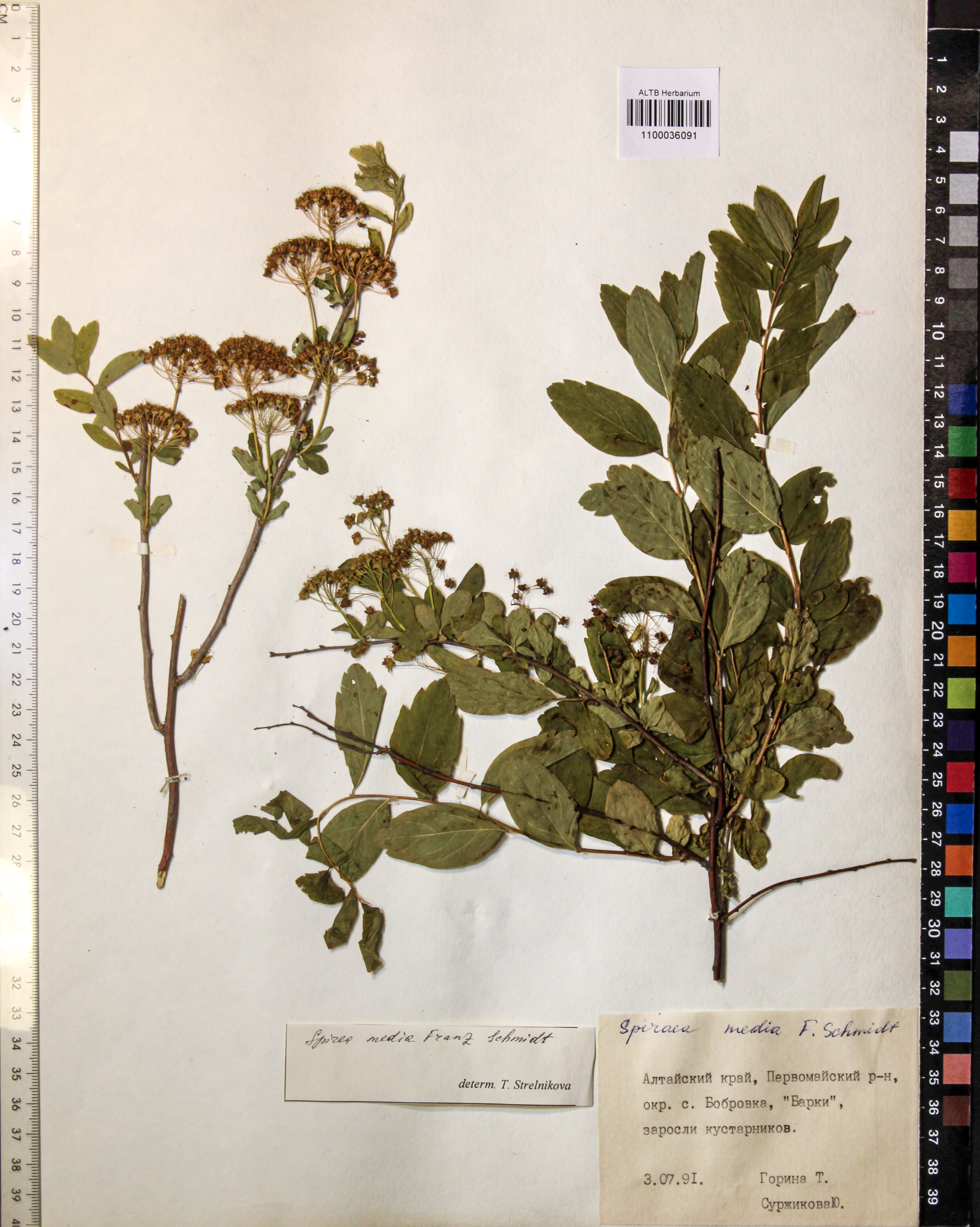 Spiraea media Schmidt