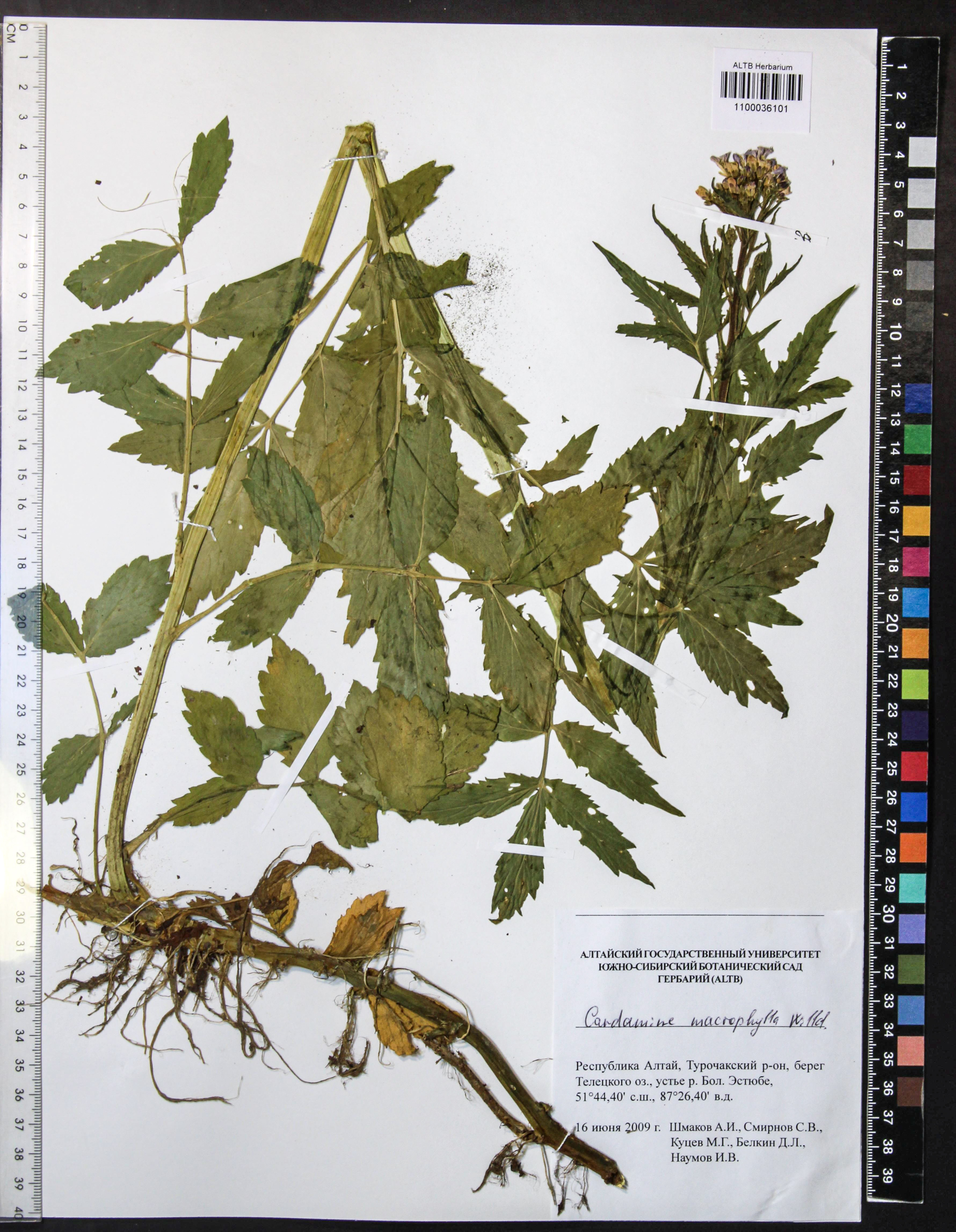 Cardamine macrophylla Willd.