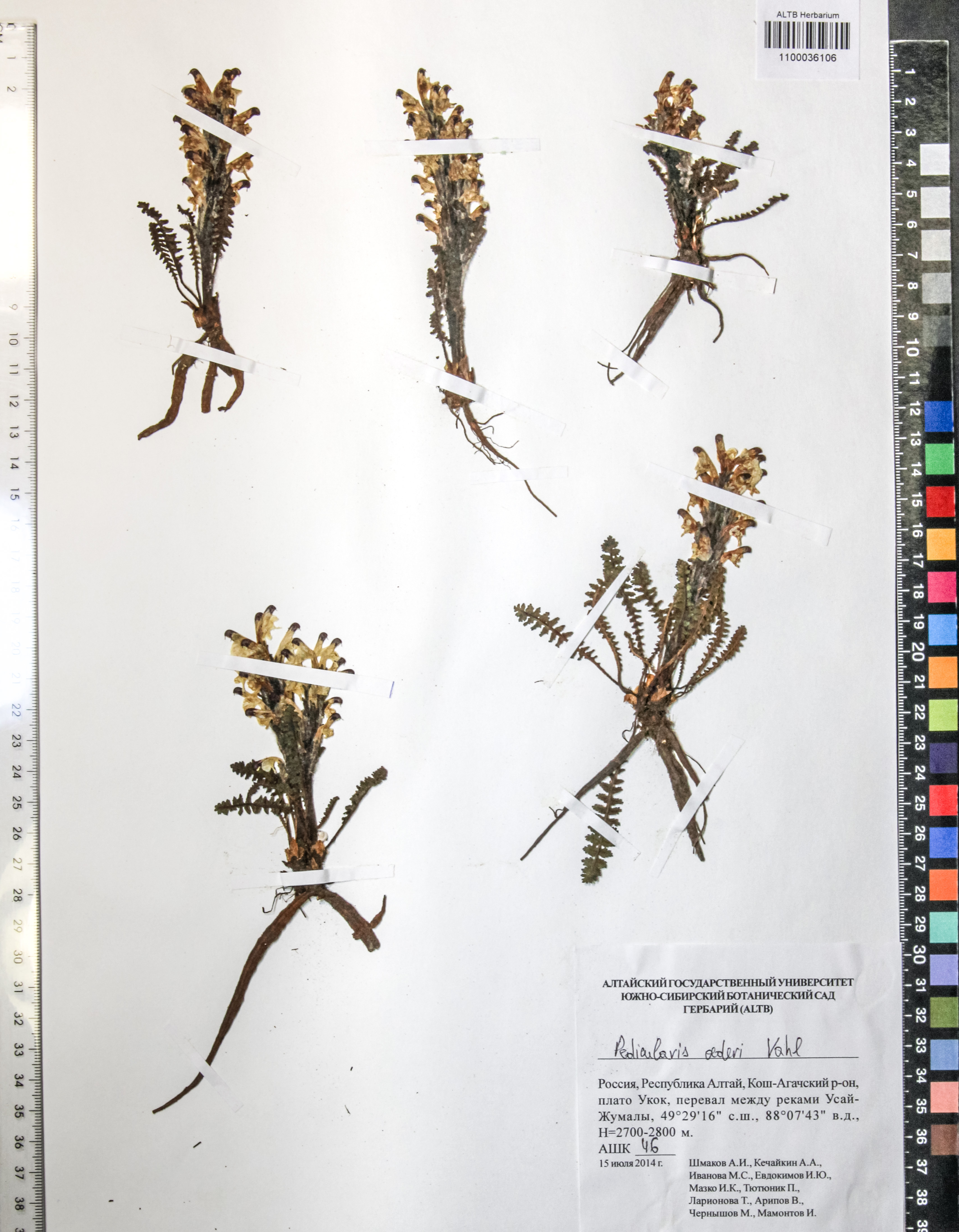 Silene graminifolia Otth.