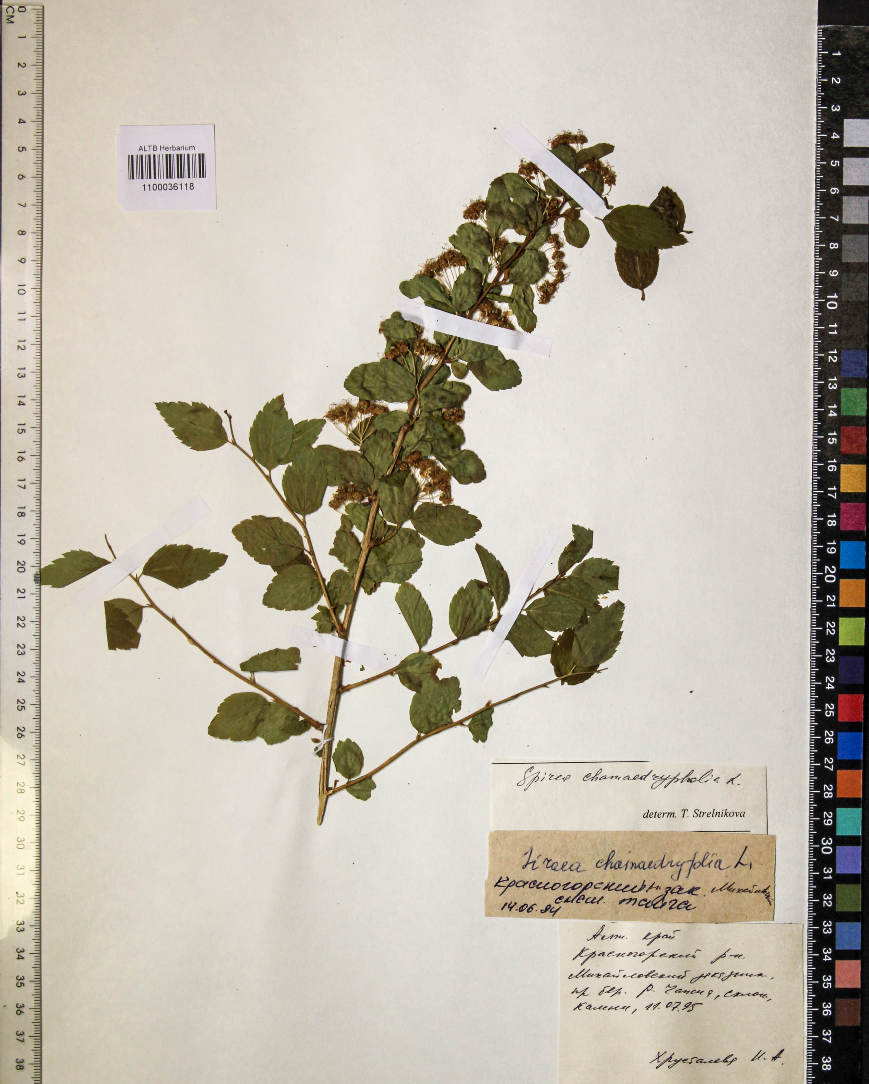 Spiraea chamaedryfolia L.