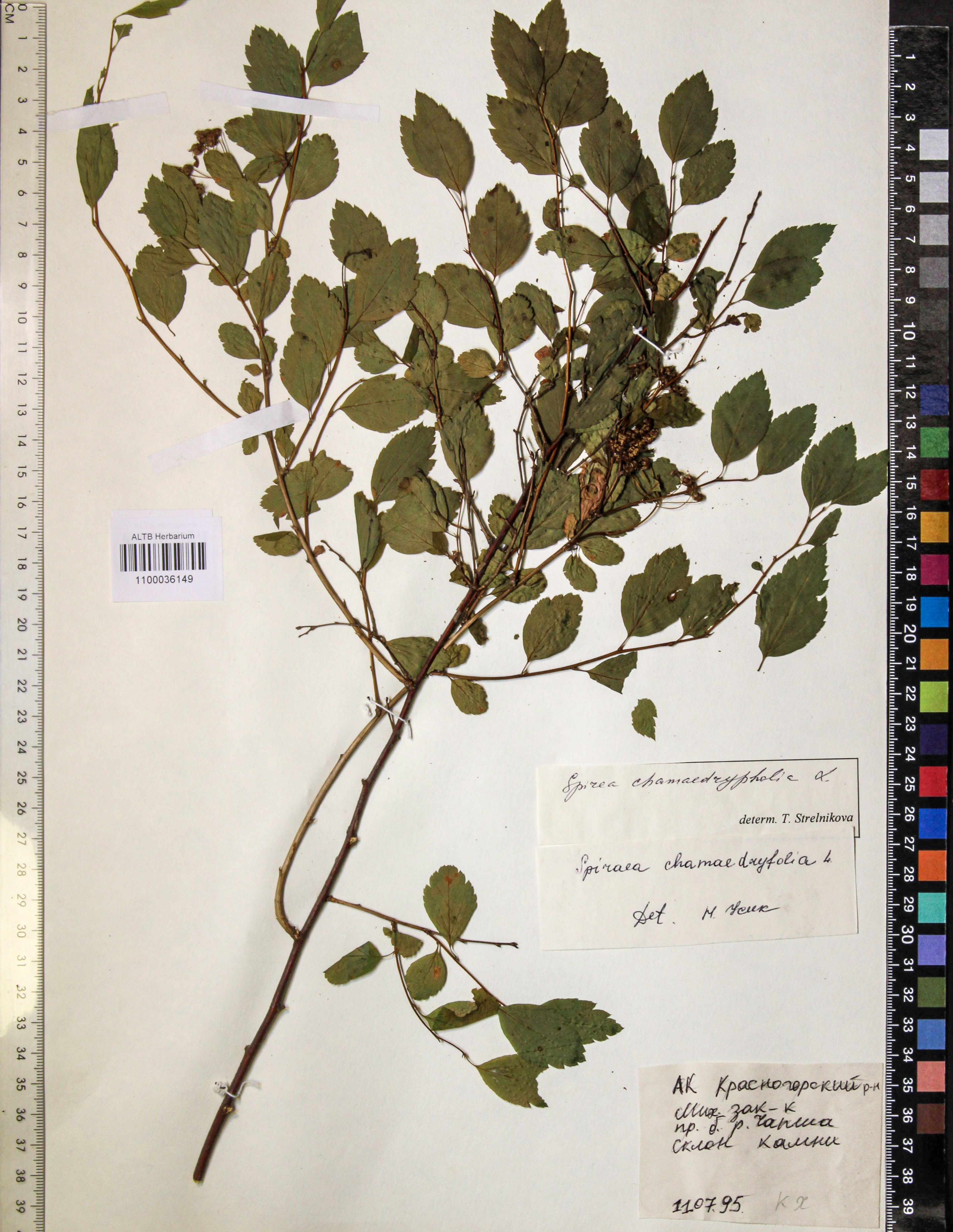 Spiraea chamaedryfolia L.