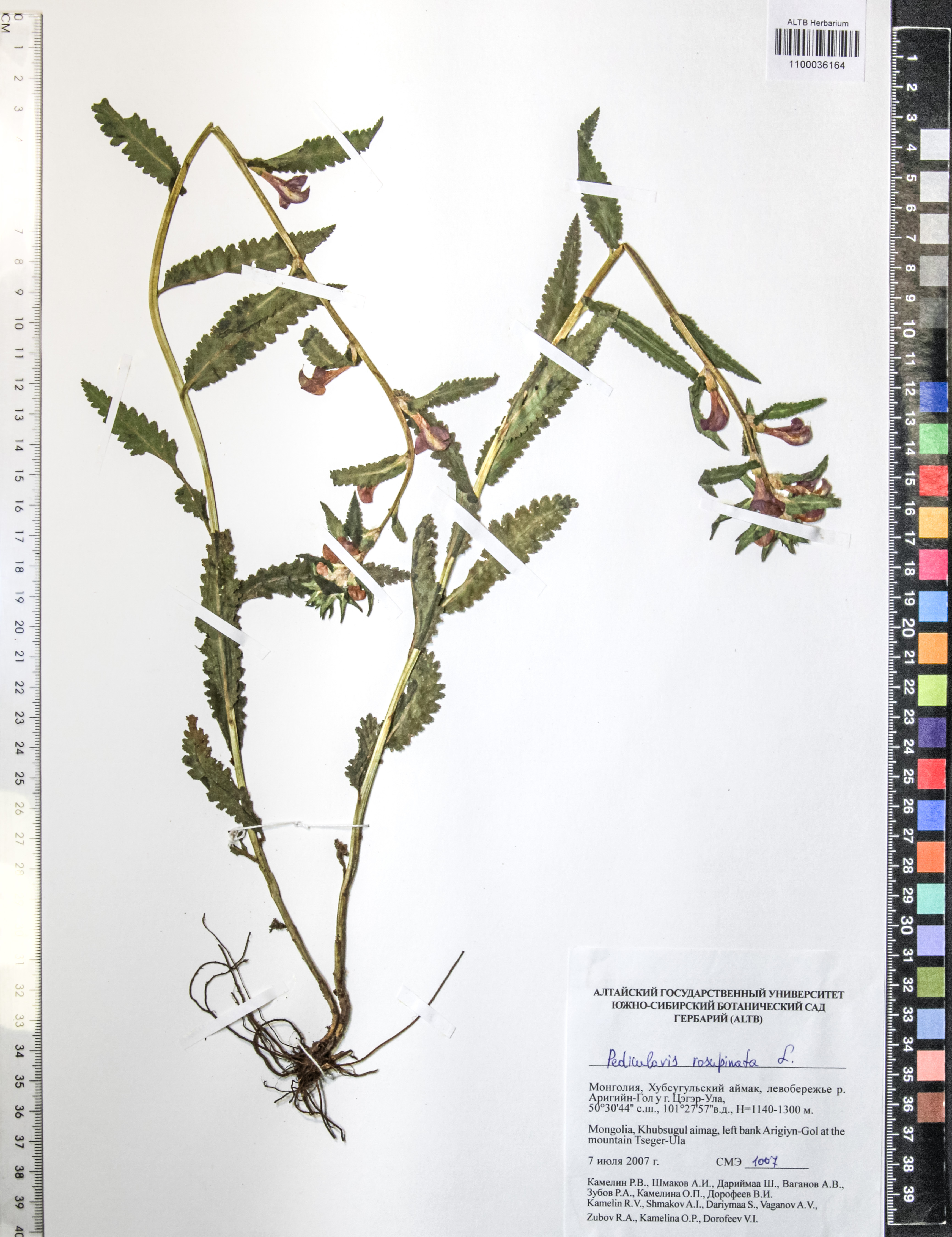 Pedicularis resupinata L.