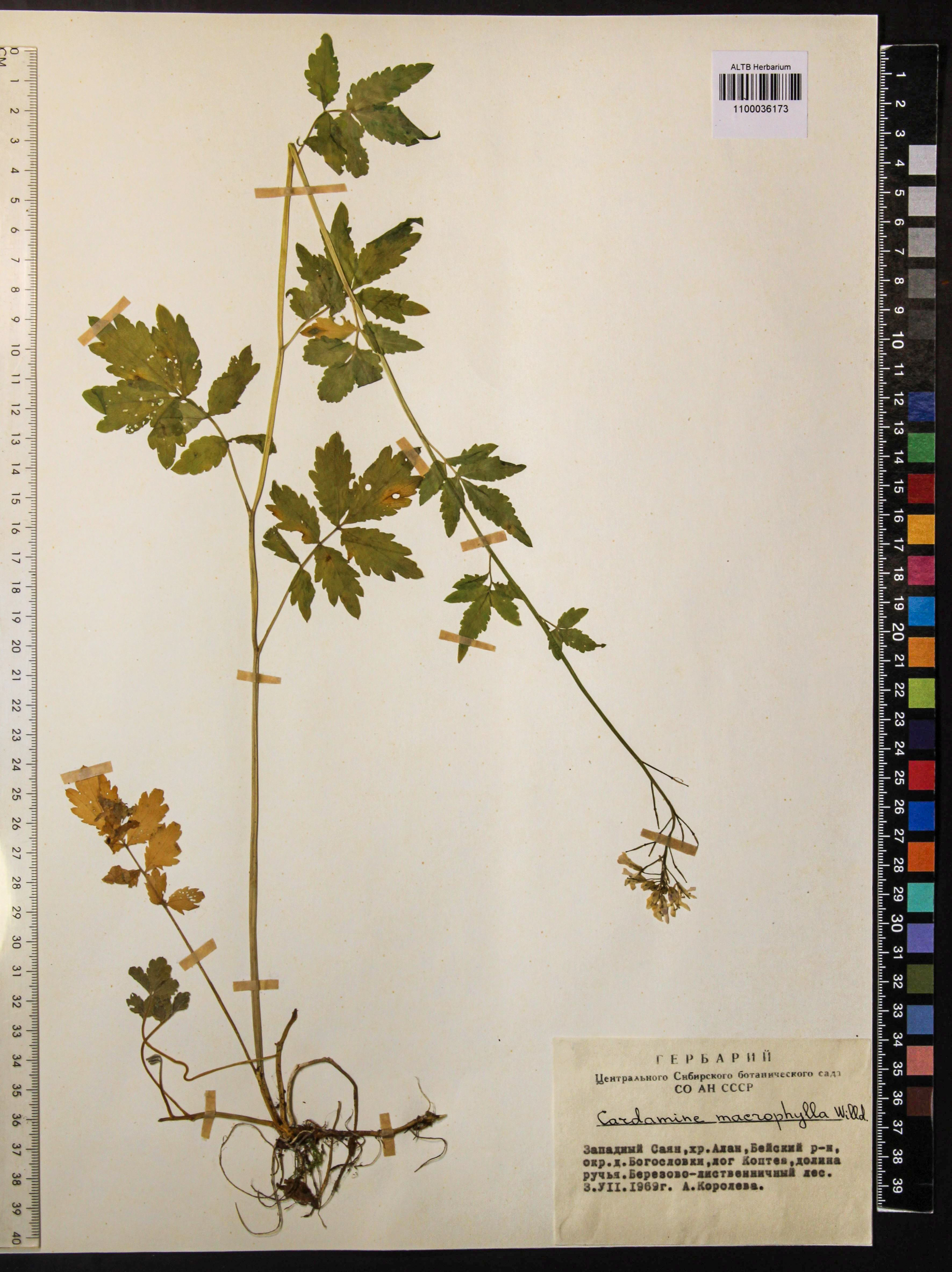 Cardamine macrophylla Willd.