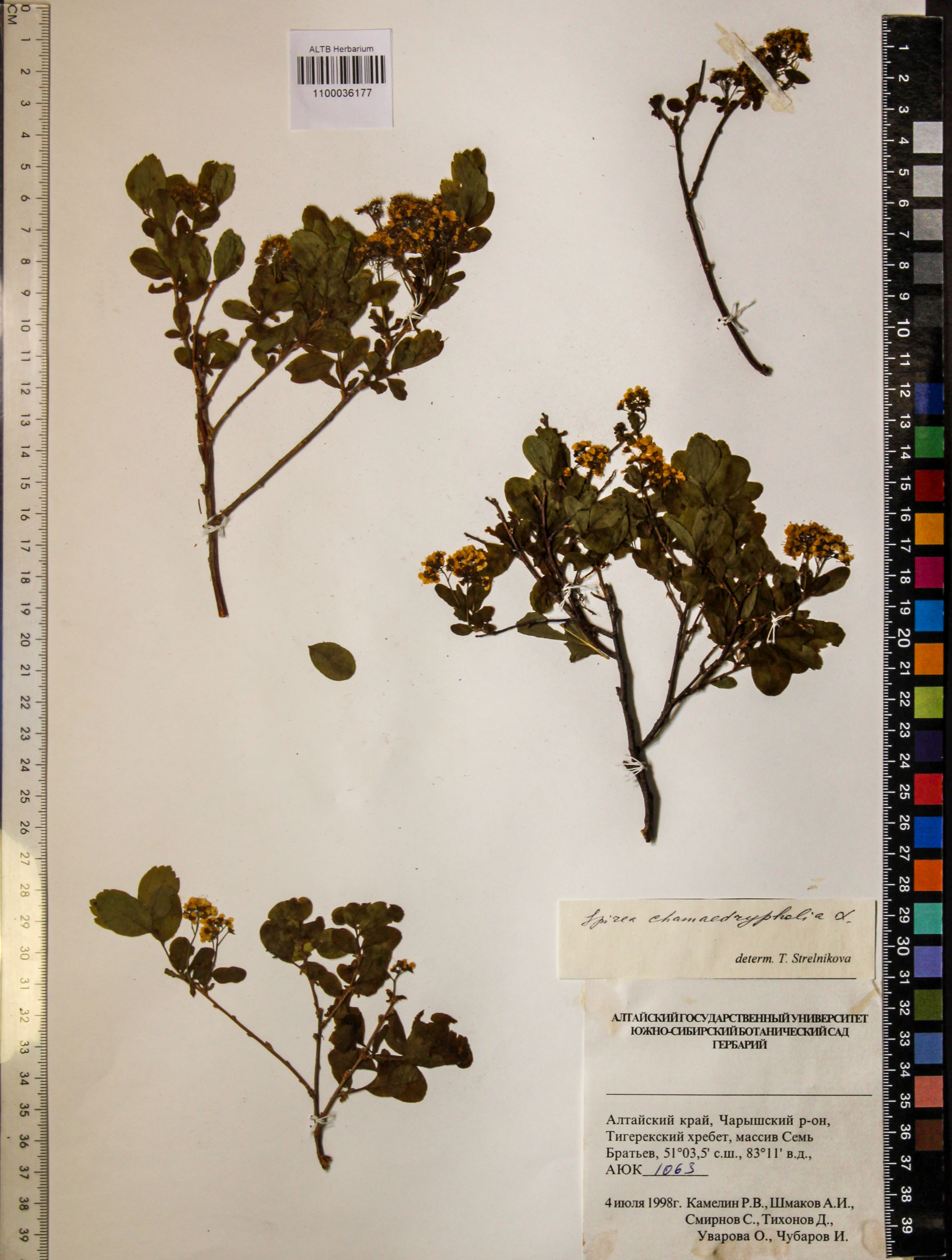 Spiraea chamaedryfolia L.
