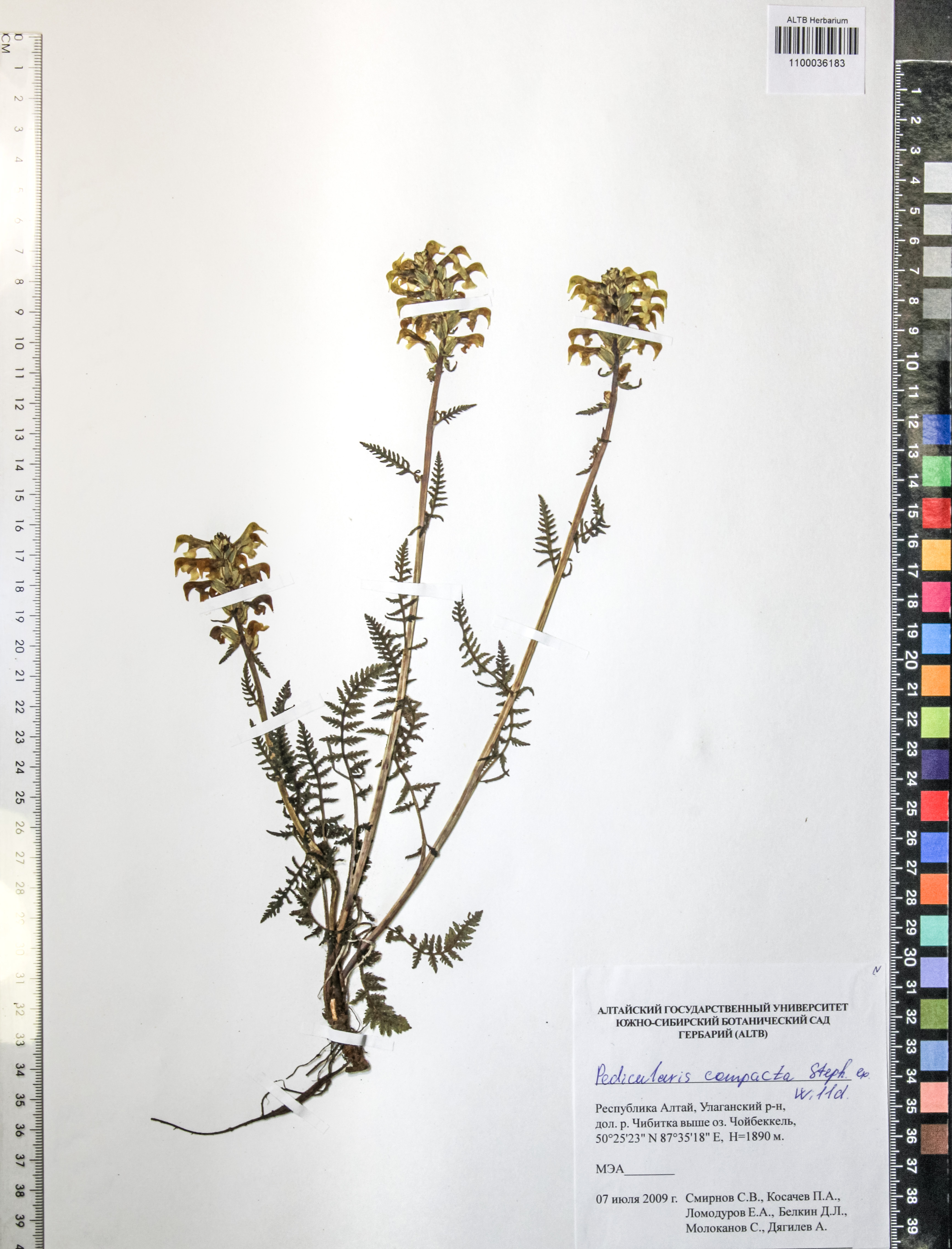 Pedicularis compacta Steph.