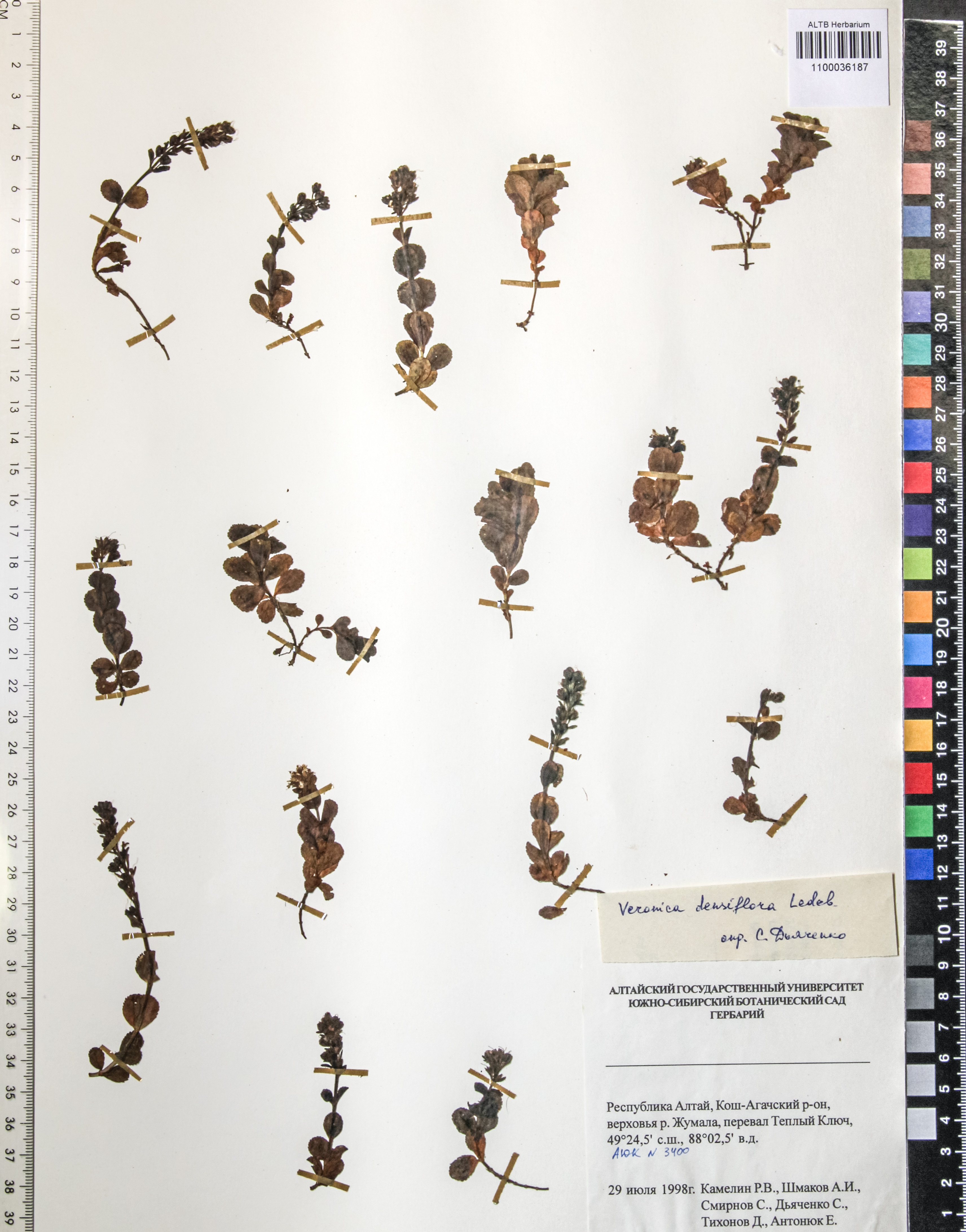 Veronica densiflora Ledeb.