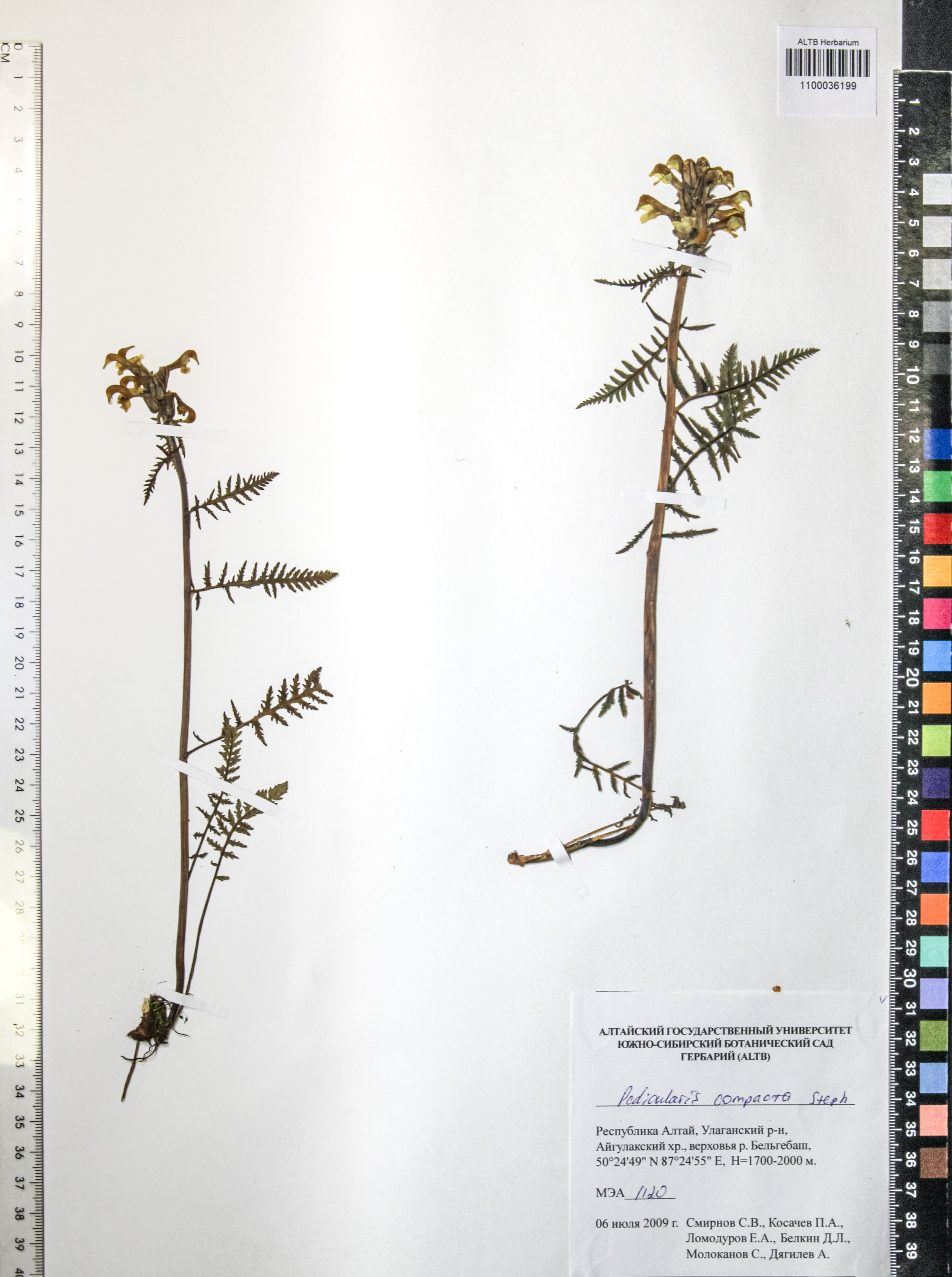 Pedicularis compacta Steph.