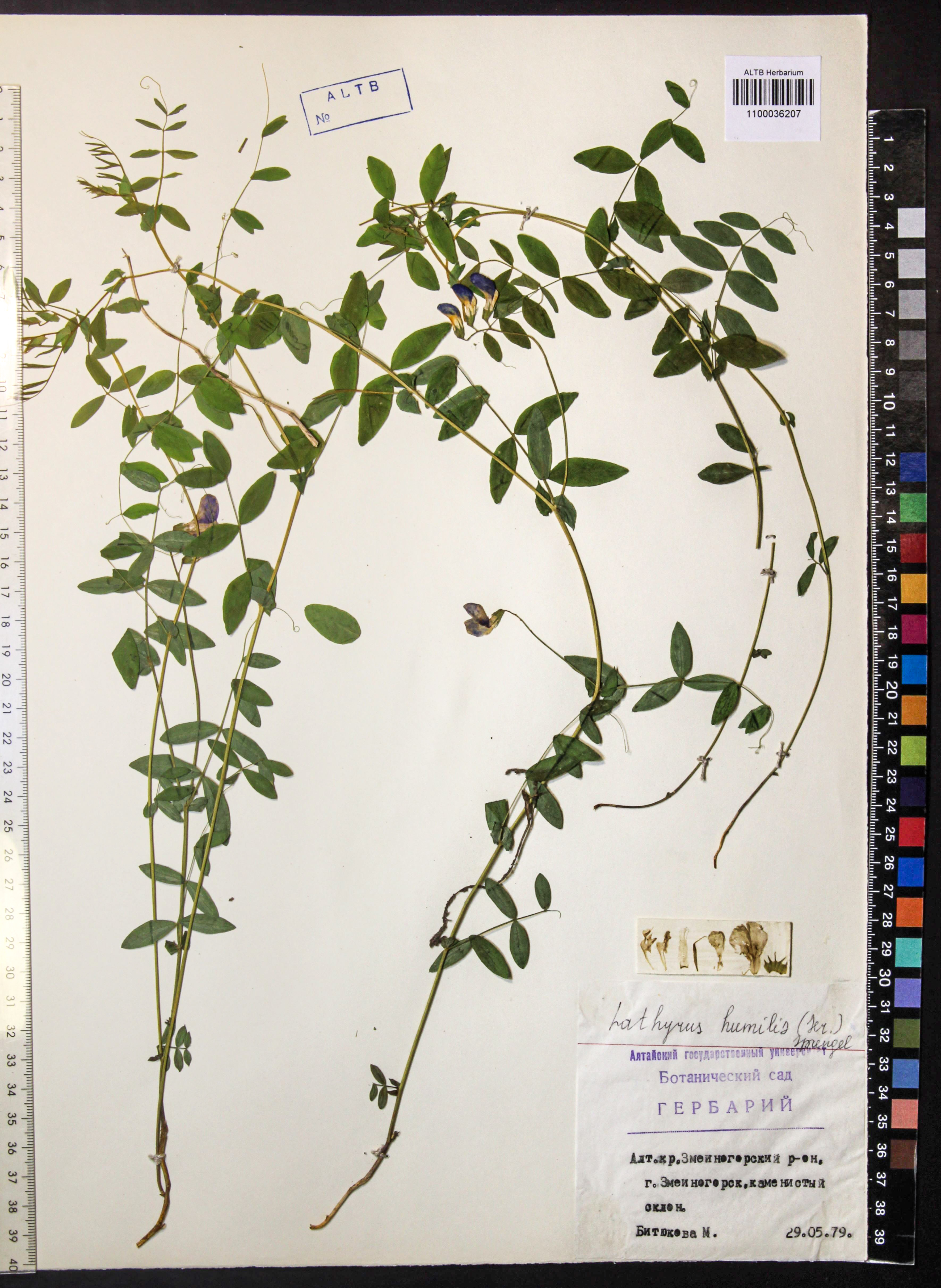 Lathyrus humilis (Ser.) Fisch. ex Spreng.