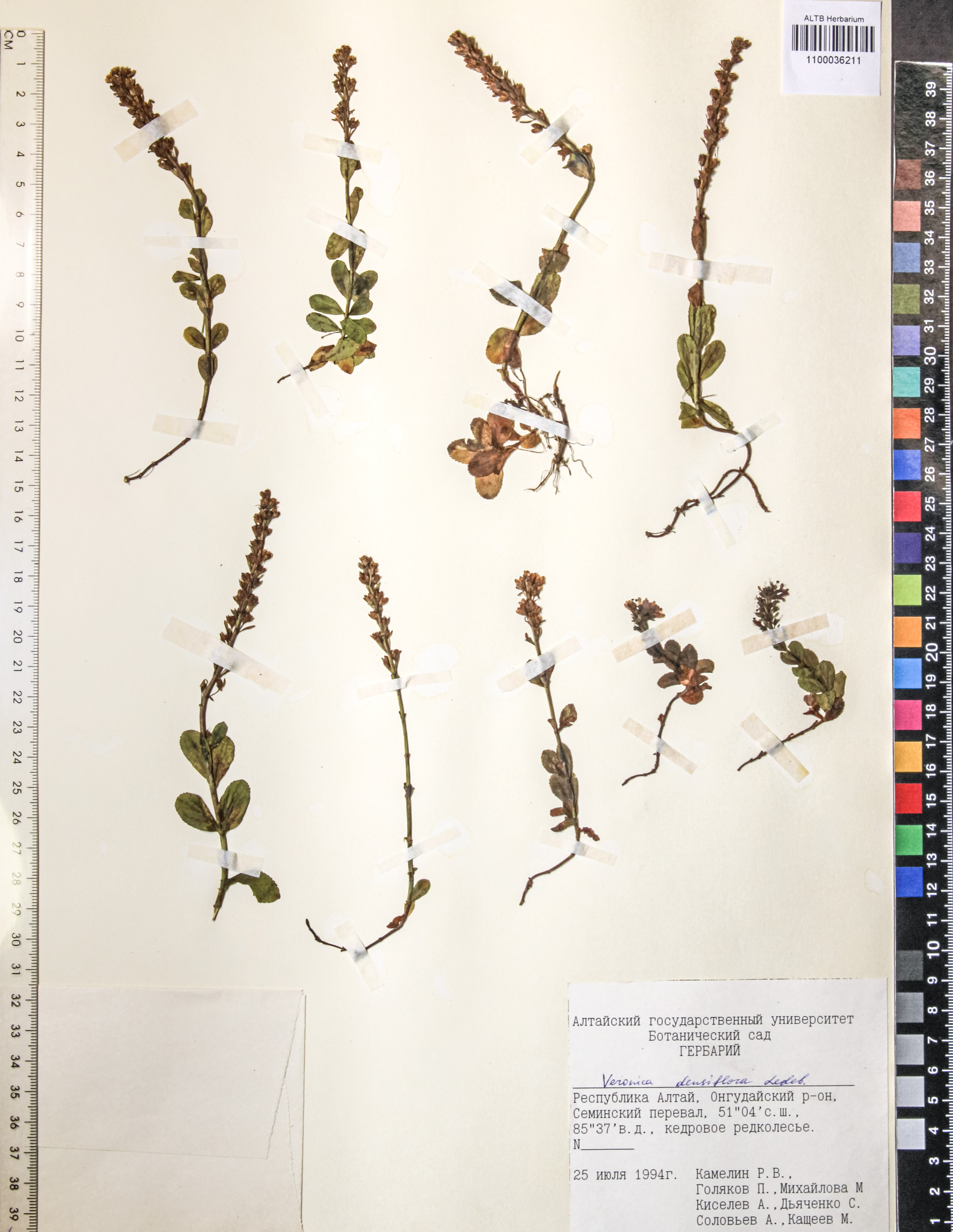 Veronica densiflora Ledeb.