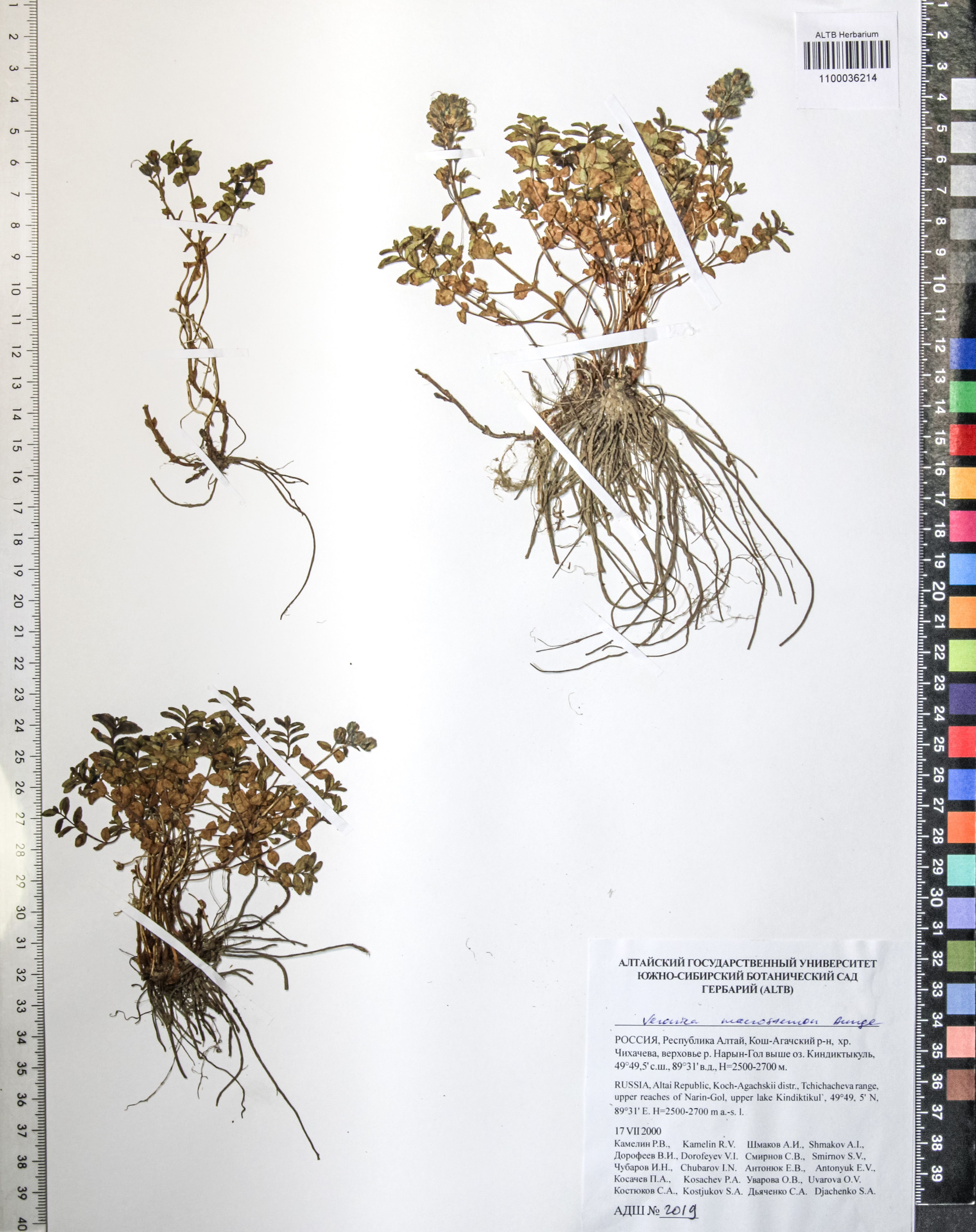 Veronica macrostemon Bunge