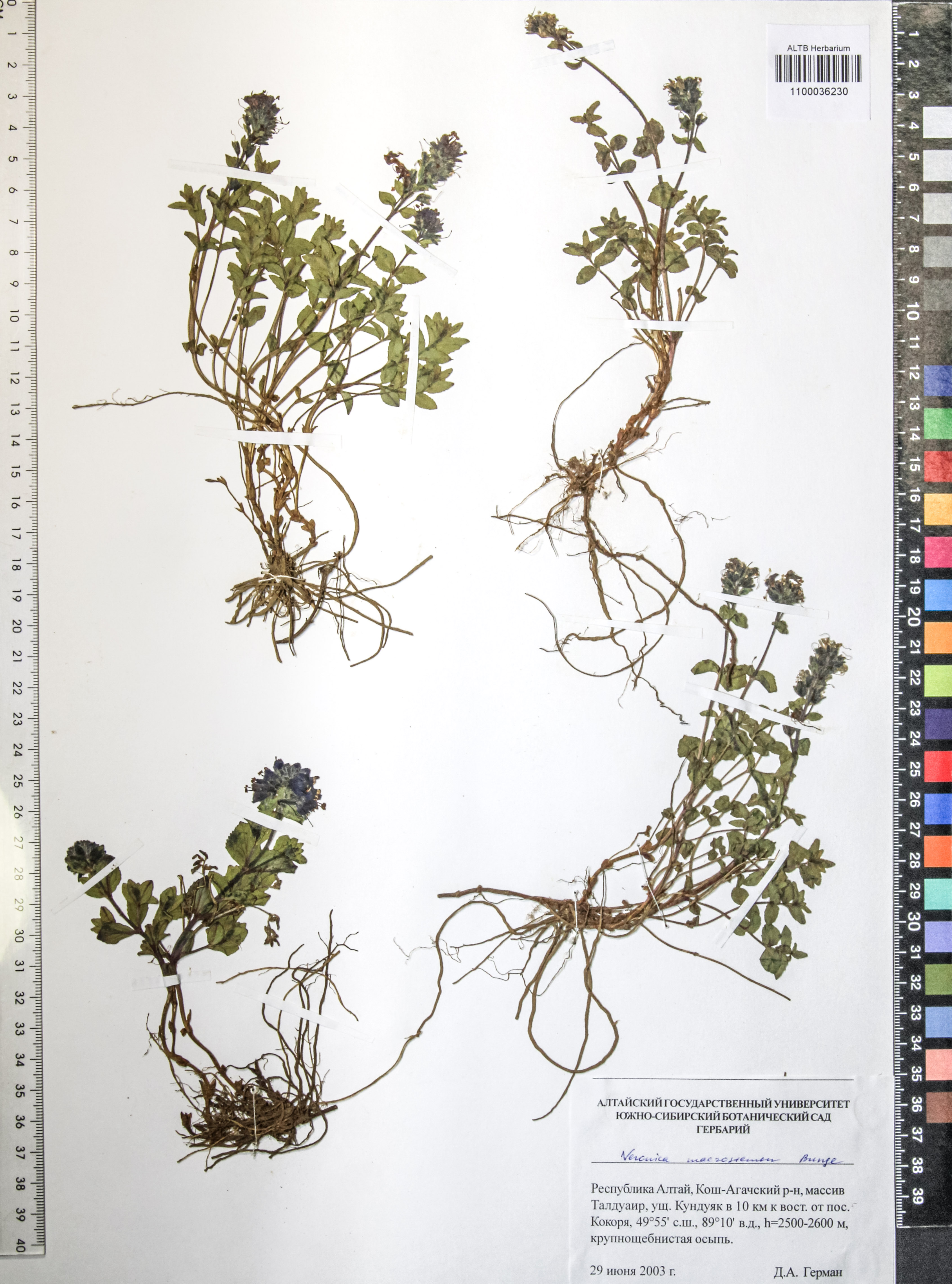 Veronica macrostemon Bunge