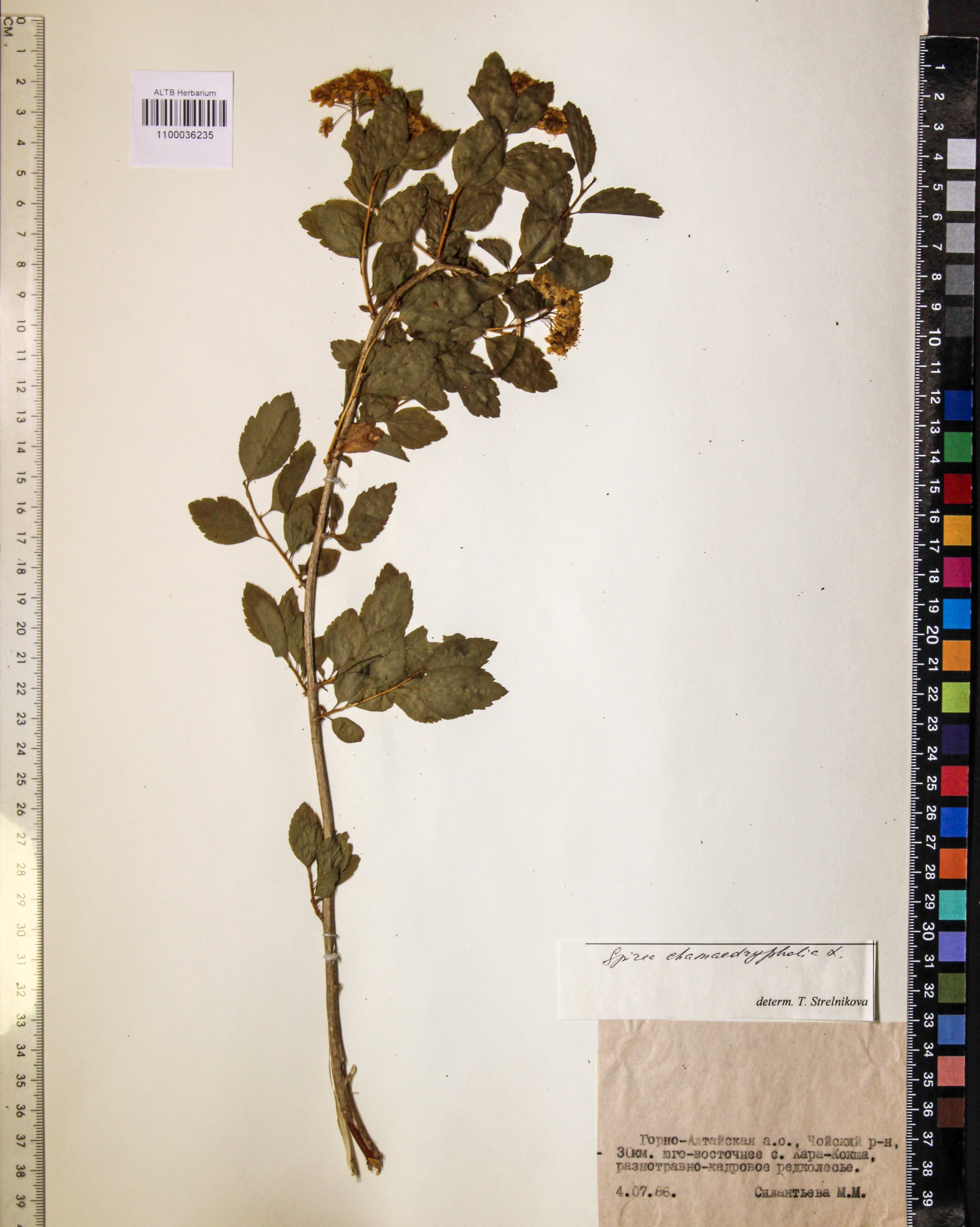 Spiraea chamaedryfolia L.