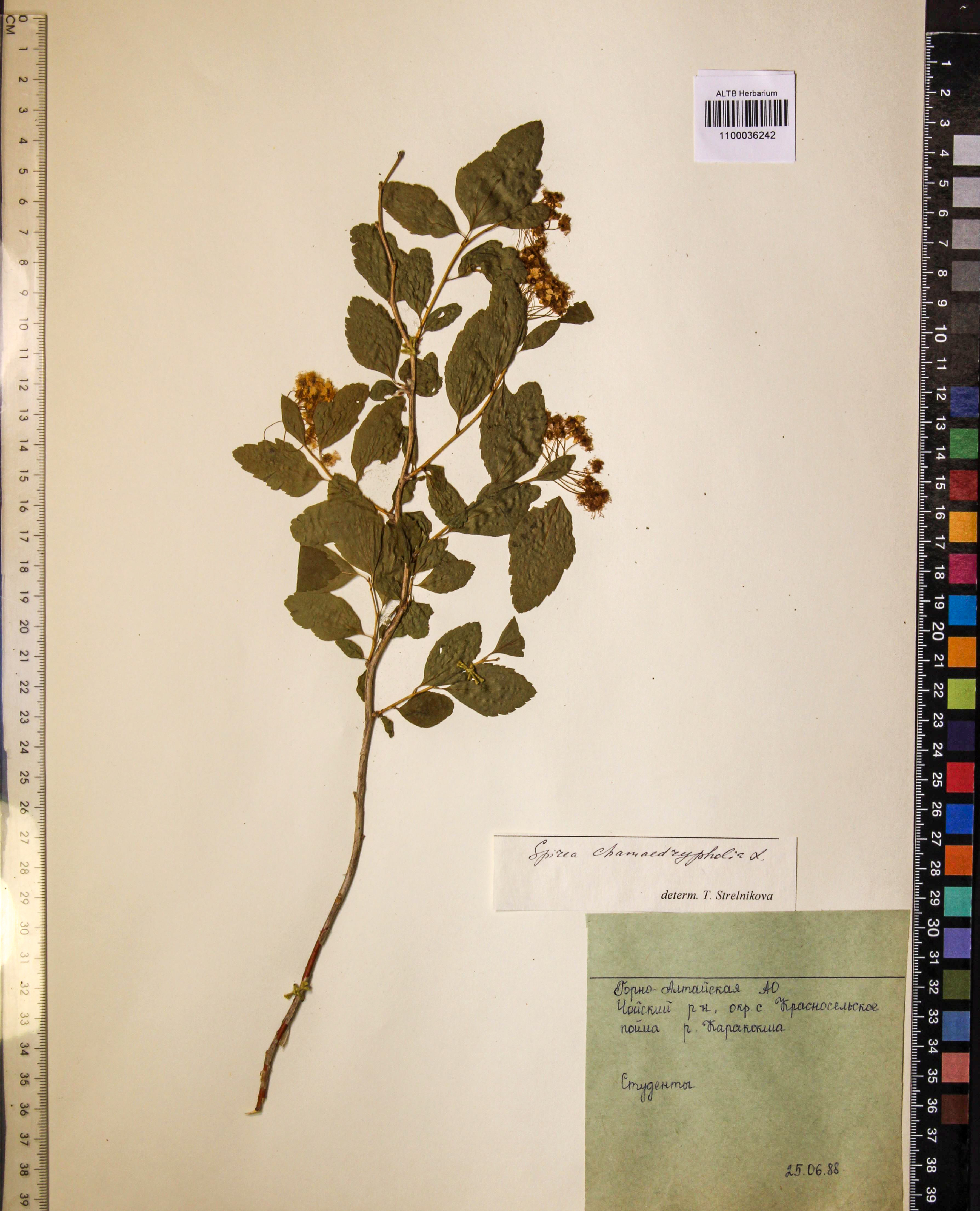 Spiraea chamaedryfolia L.