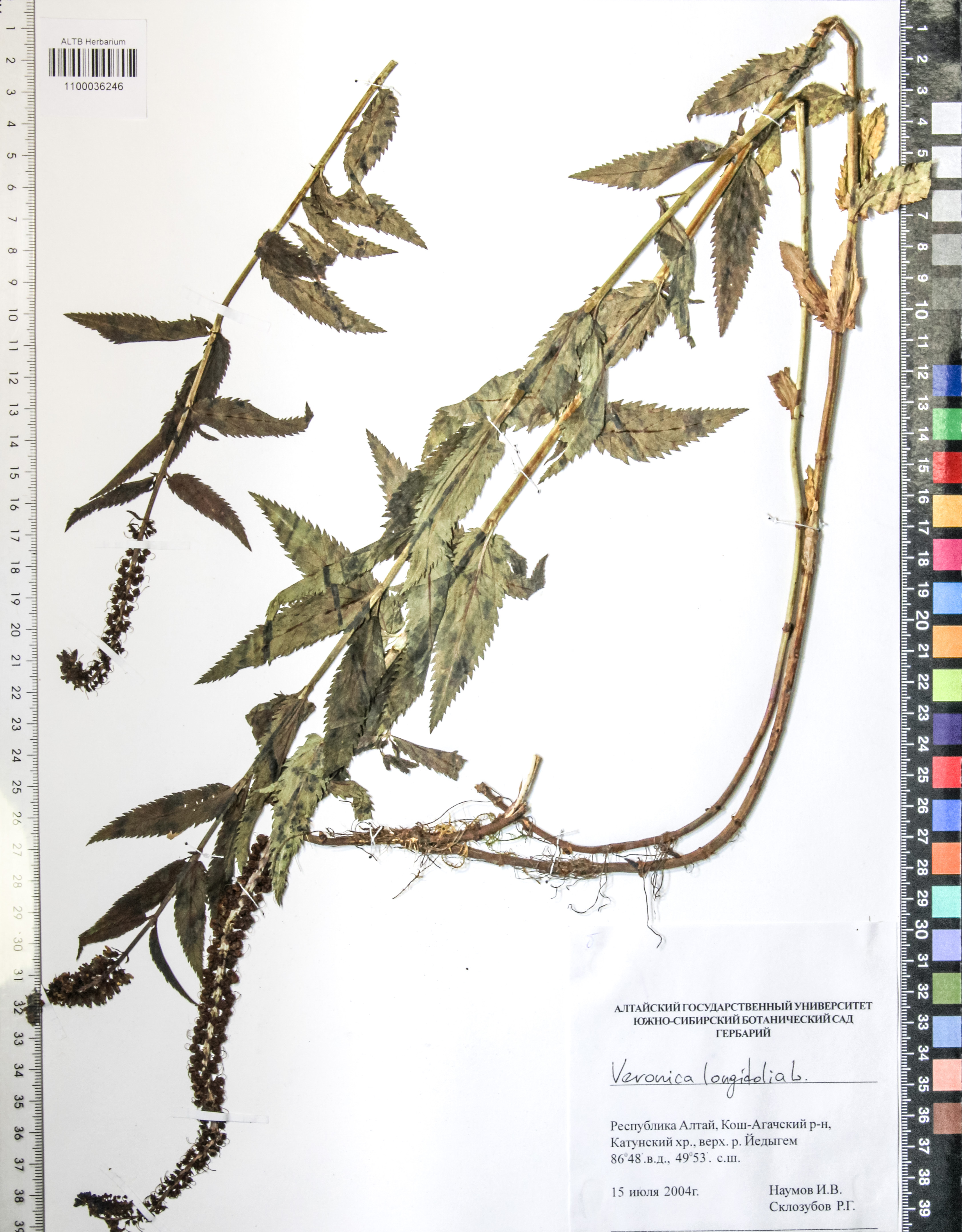 Veronica longifolia L.