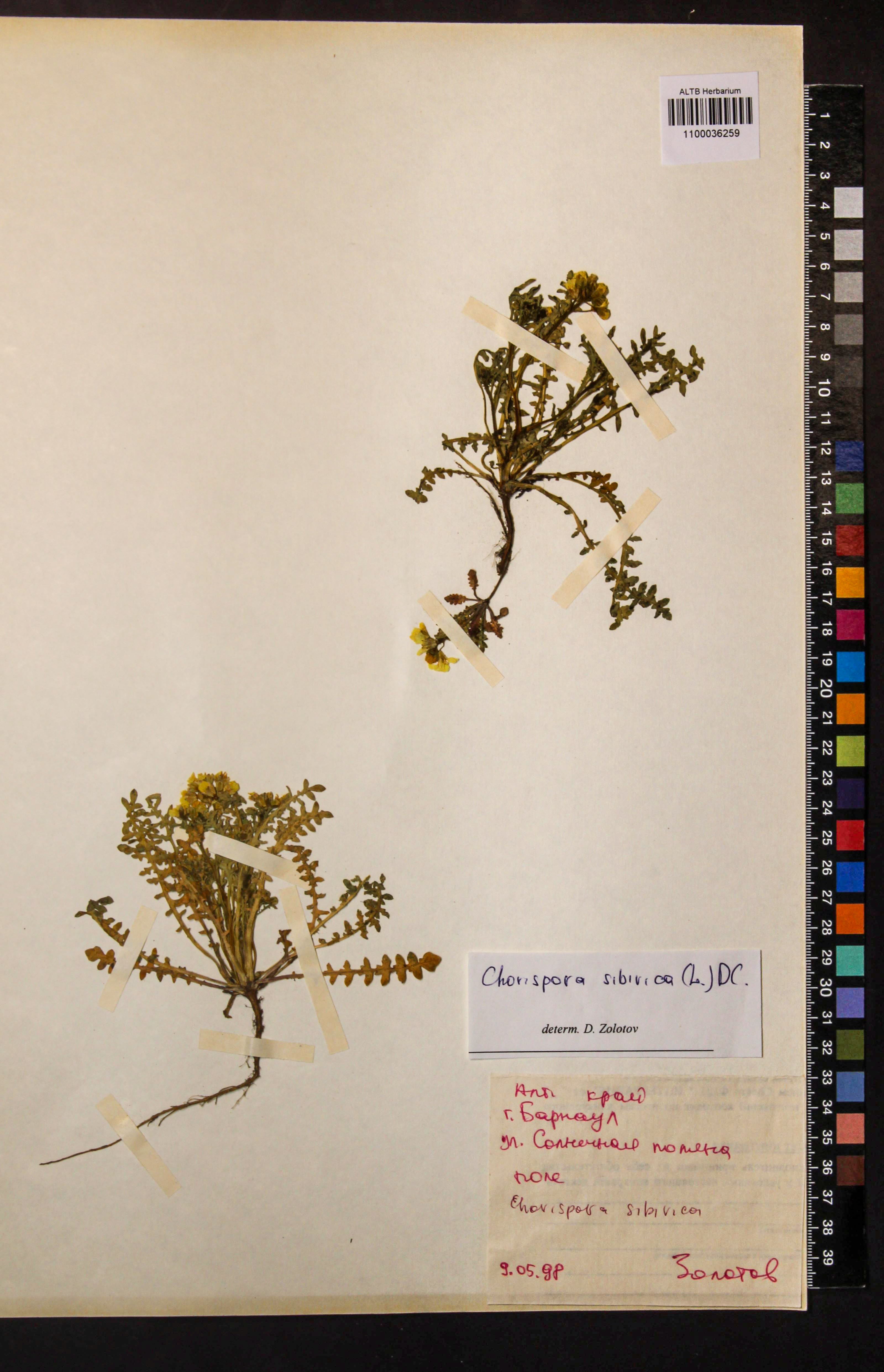 Chorispora sibirica (L.) DC.
