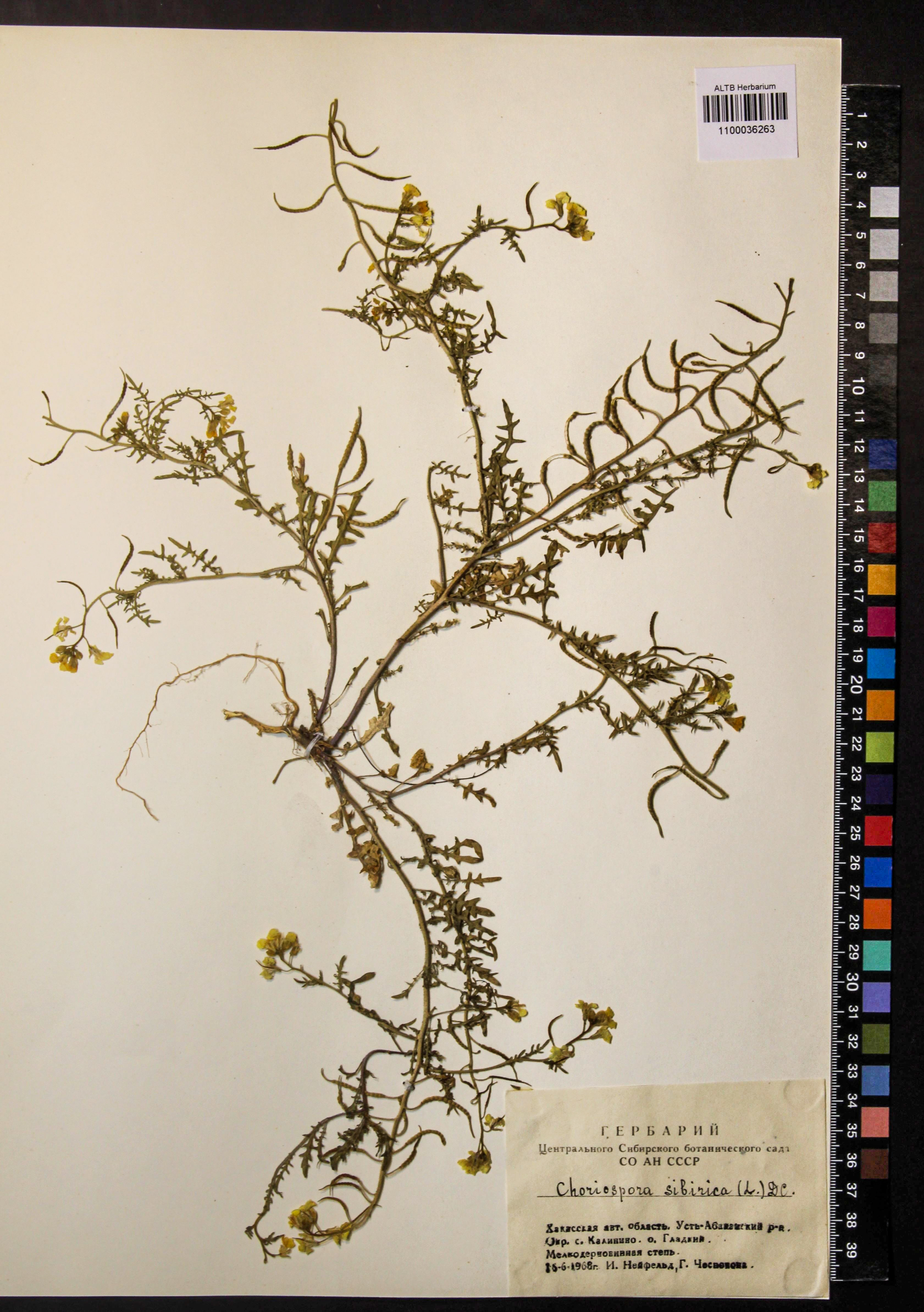 Chorispora sibirica (L.) DC.