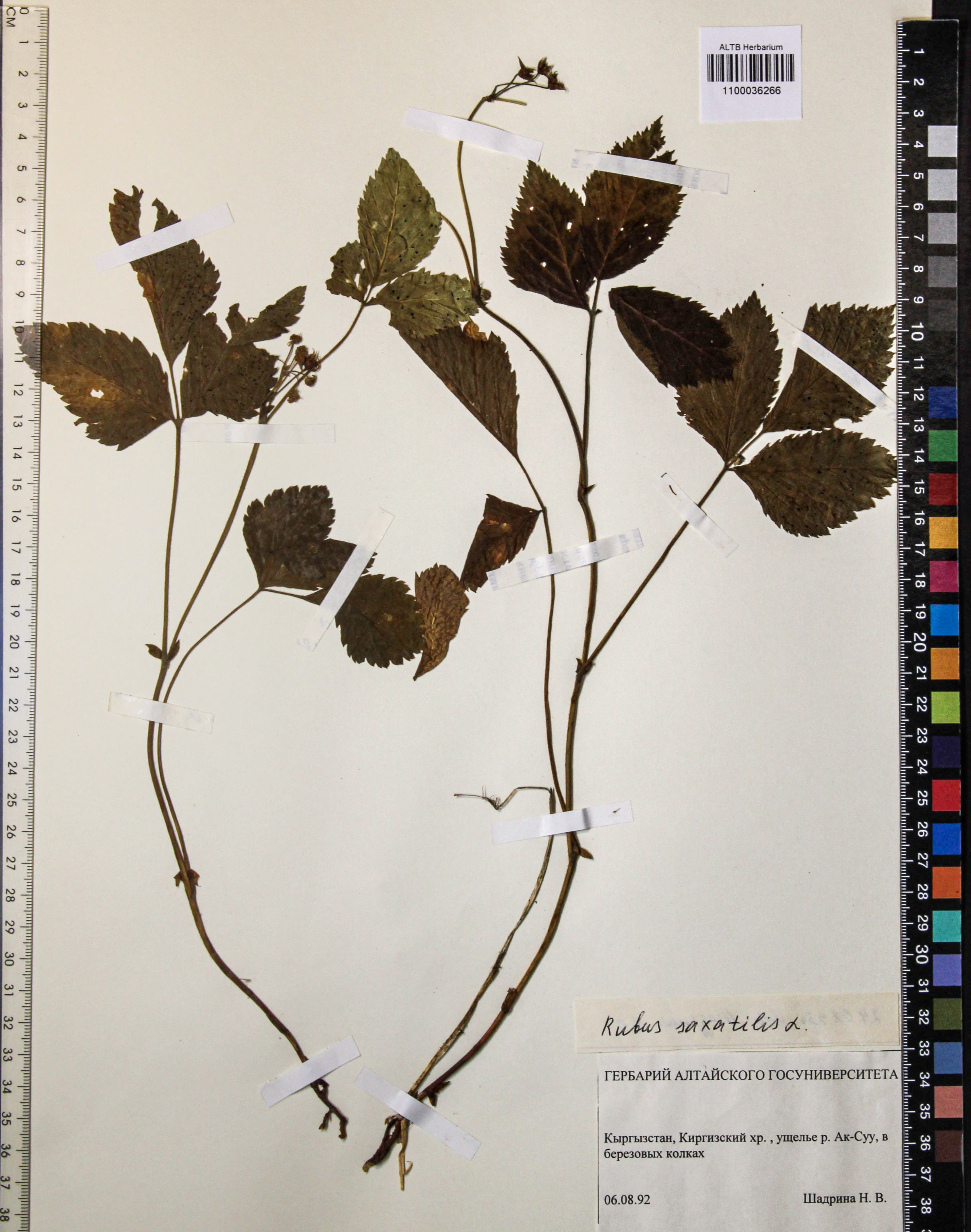 Rubus saxatilis L.