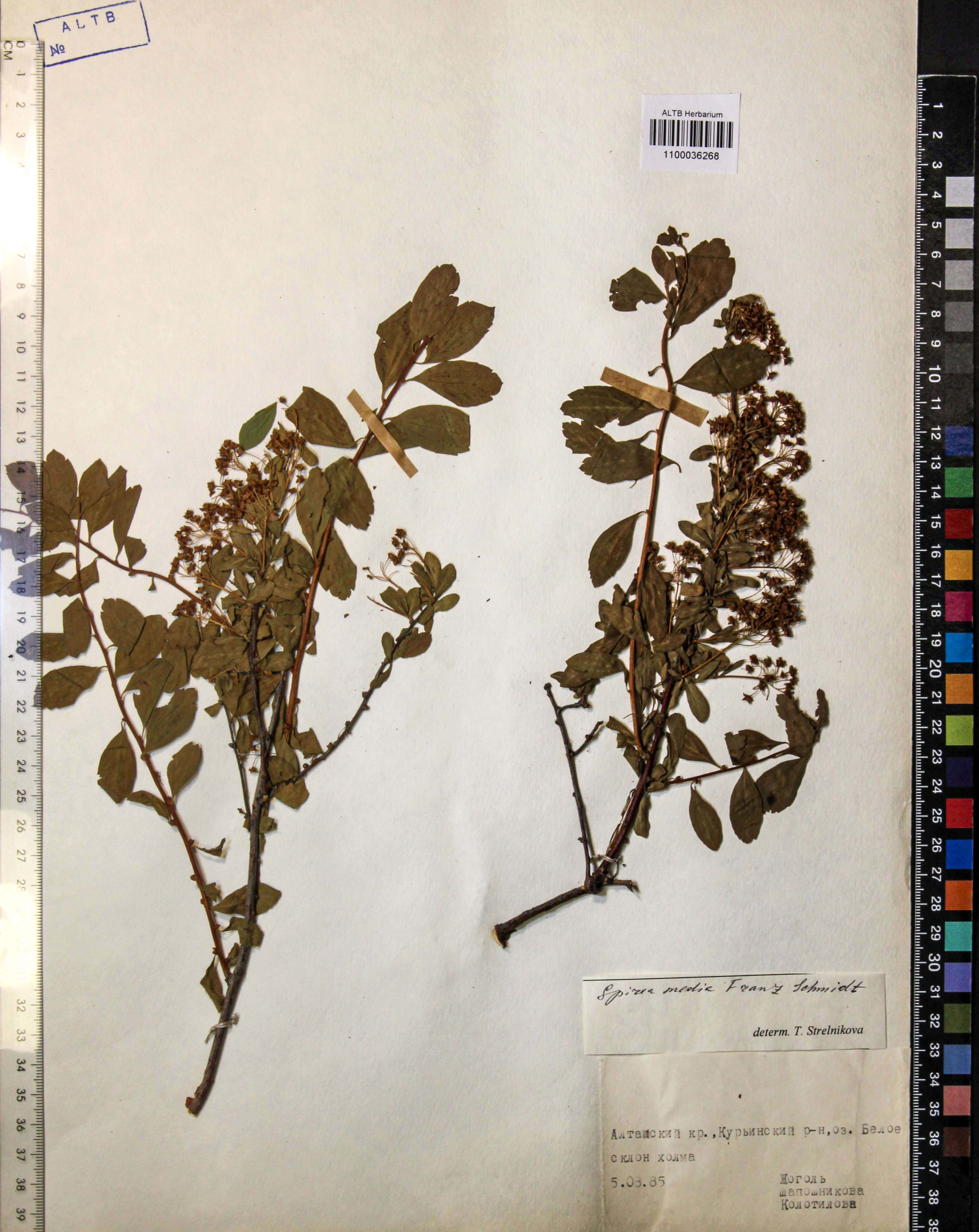 Spiraea media Schmidt