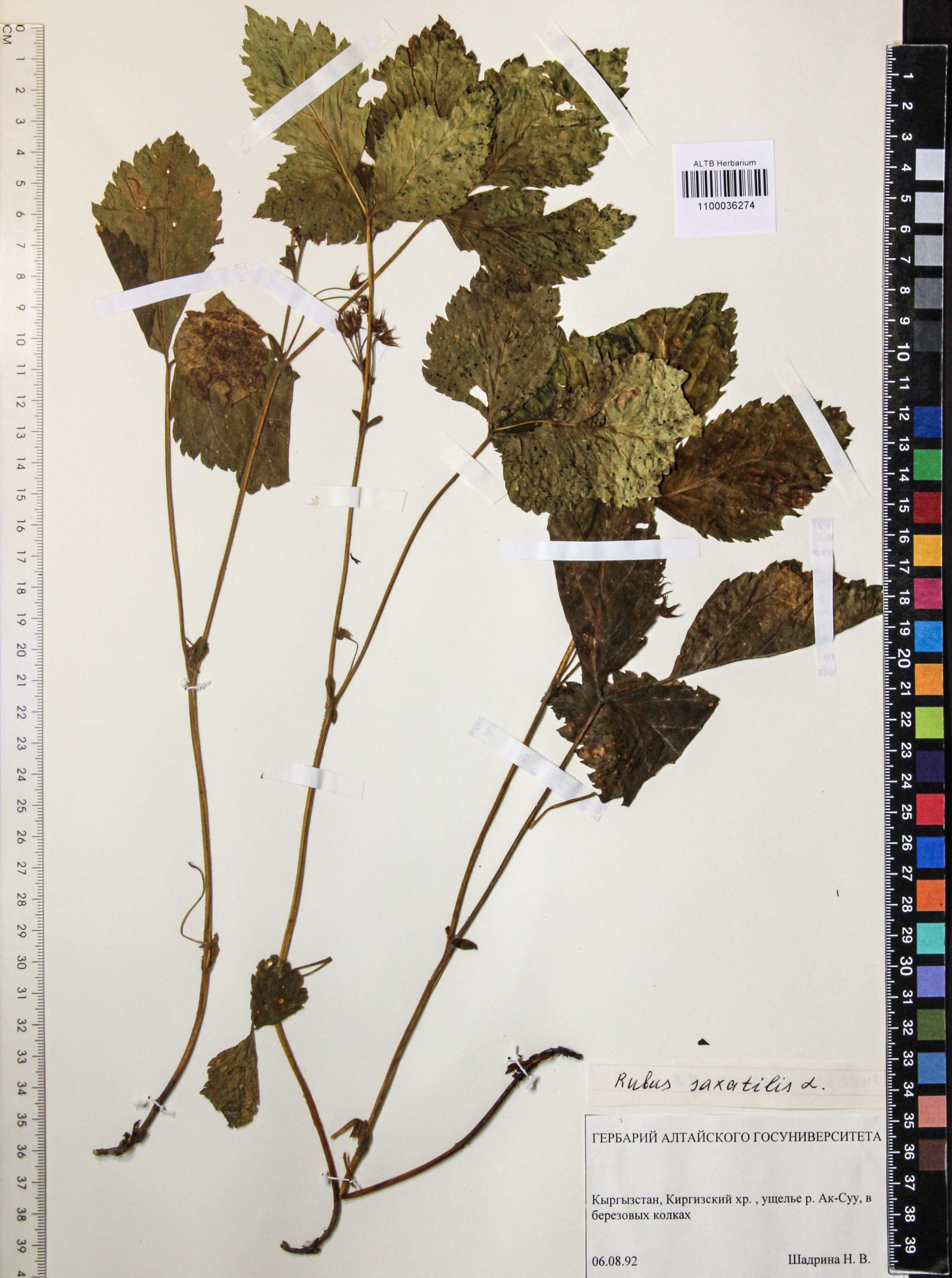 Rubus saxatilis L.