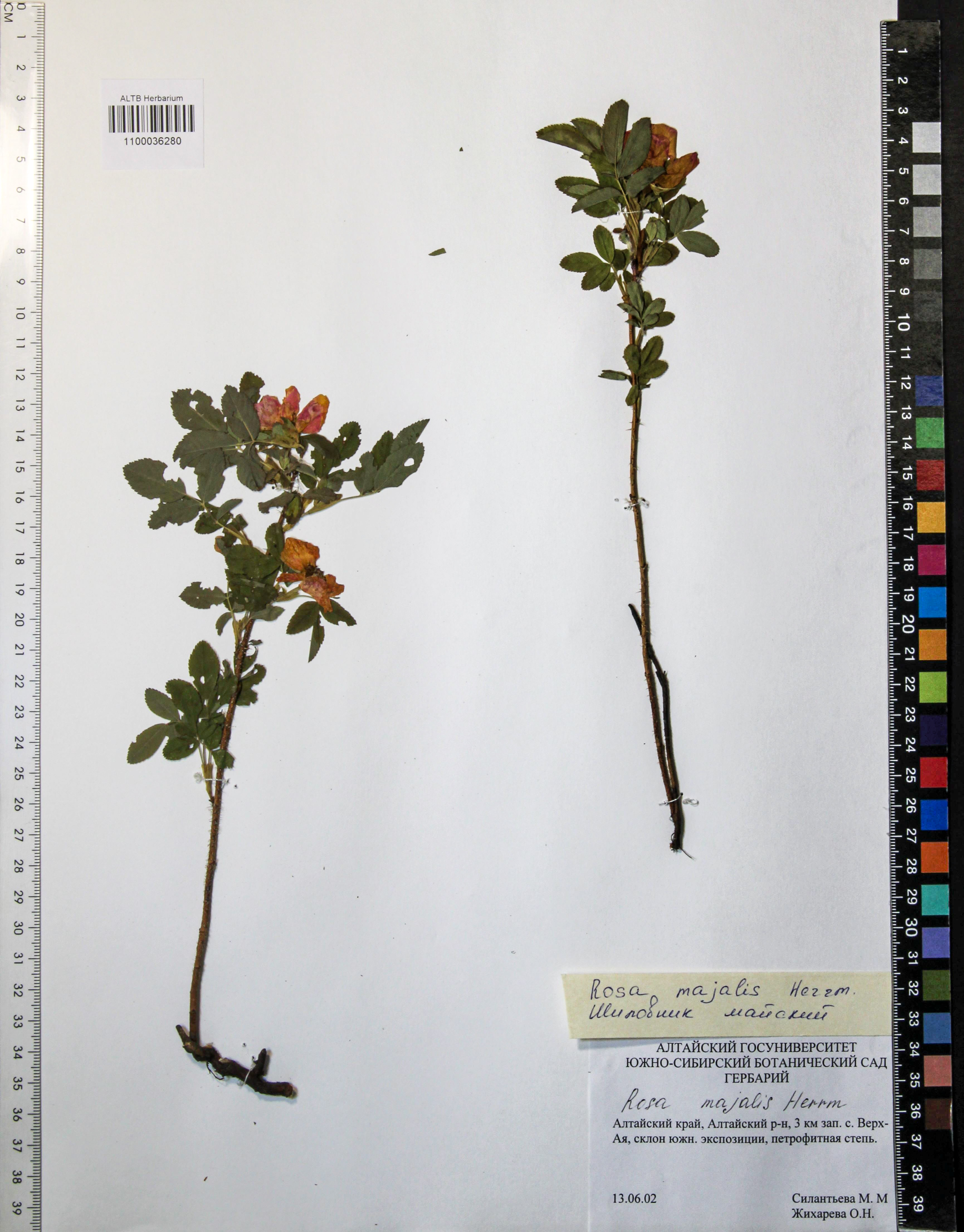 Rosa majalis Herrm.