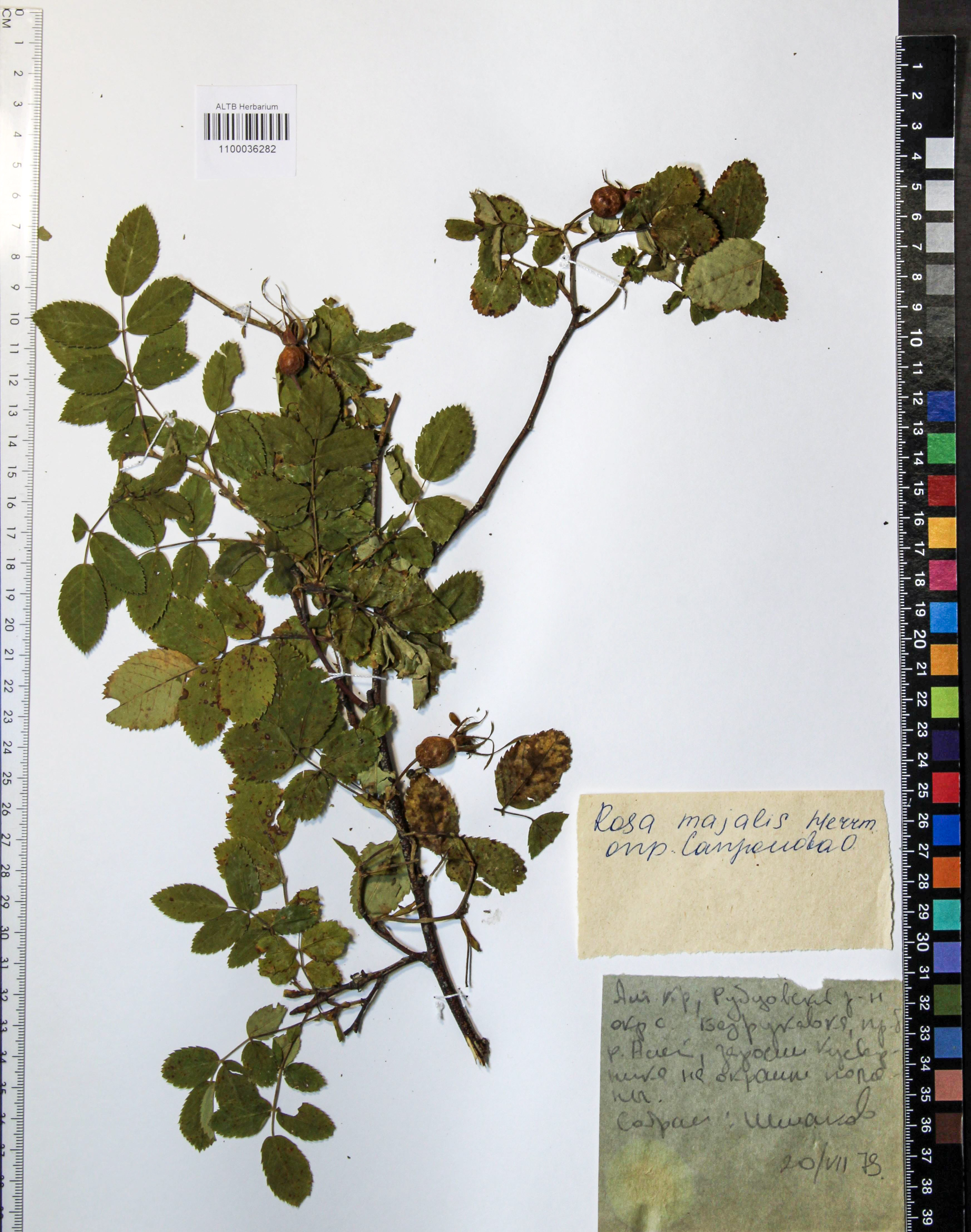 Rosa majalis Herrm.