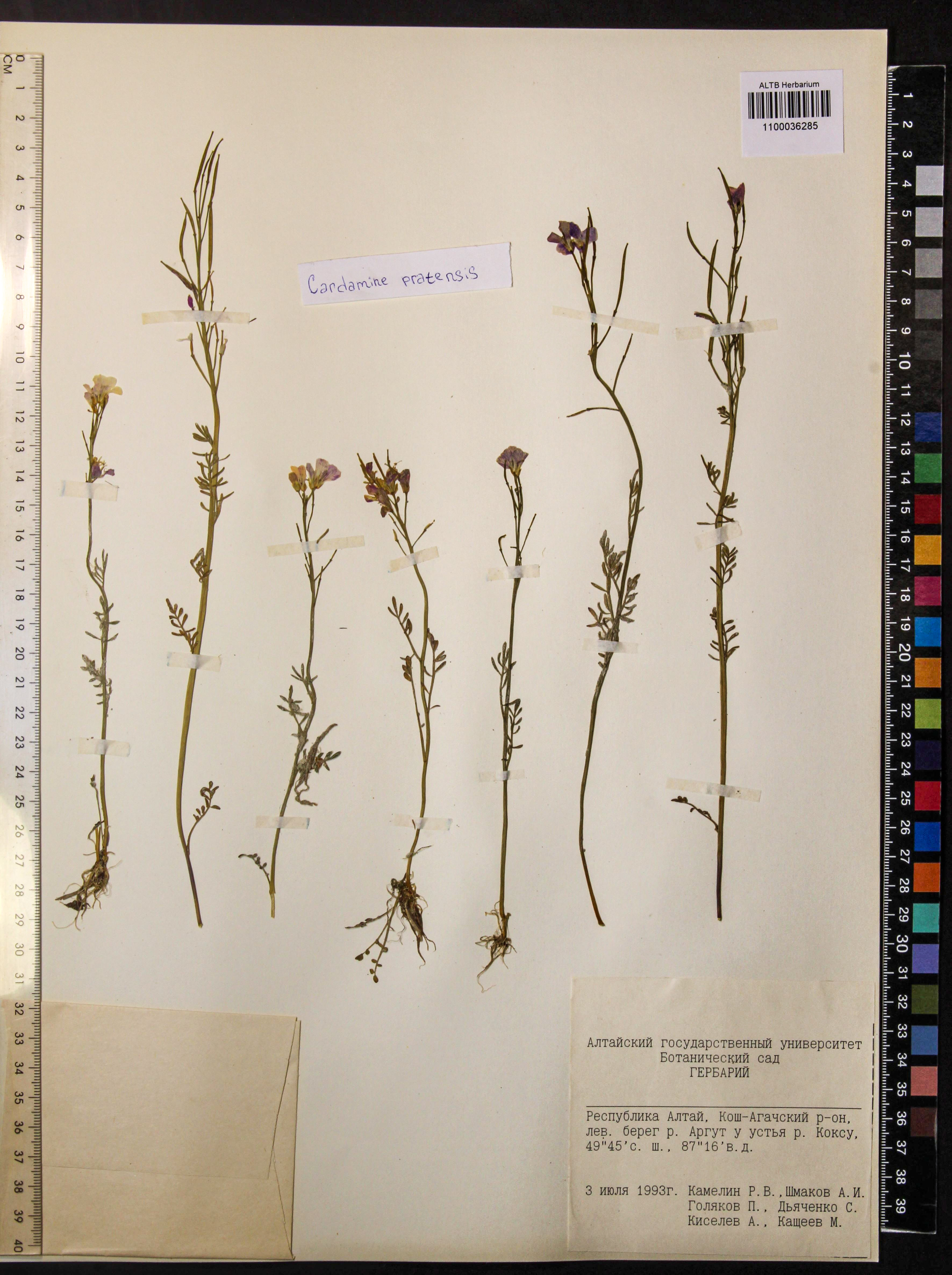 Cardamine pratensis L.