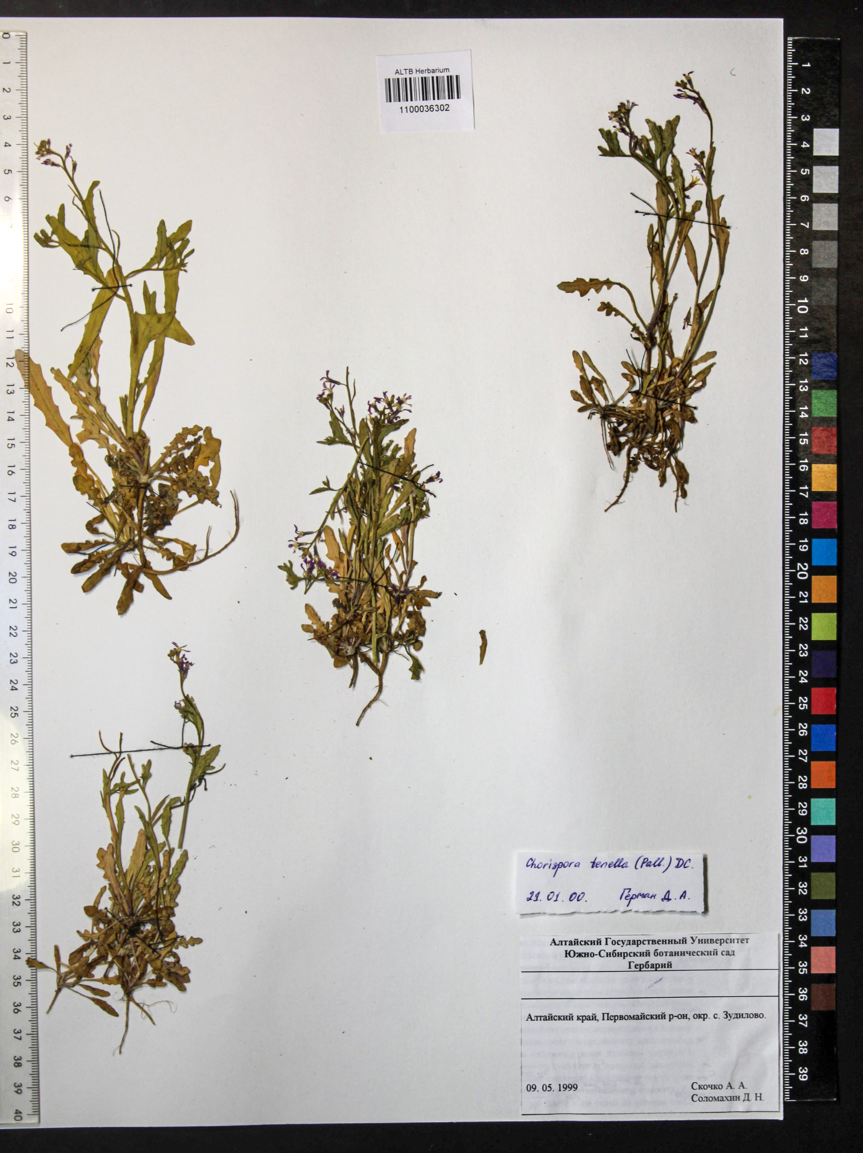 Chorispora tenella (Pall.) DC.
