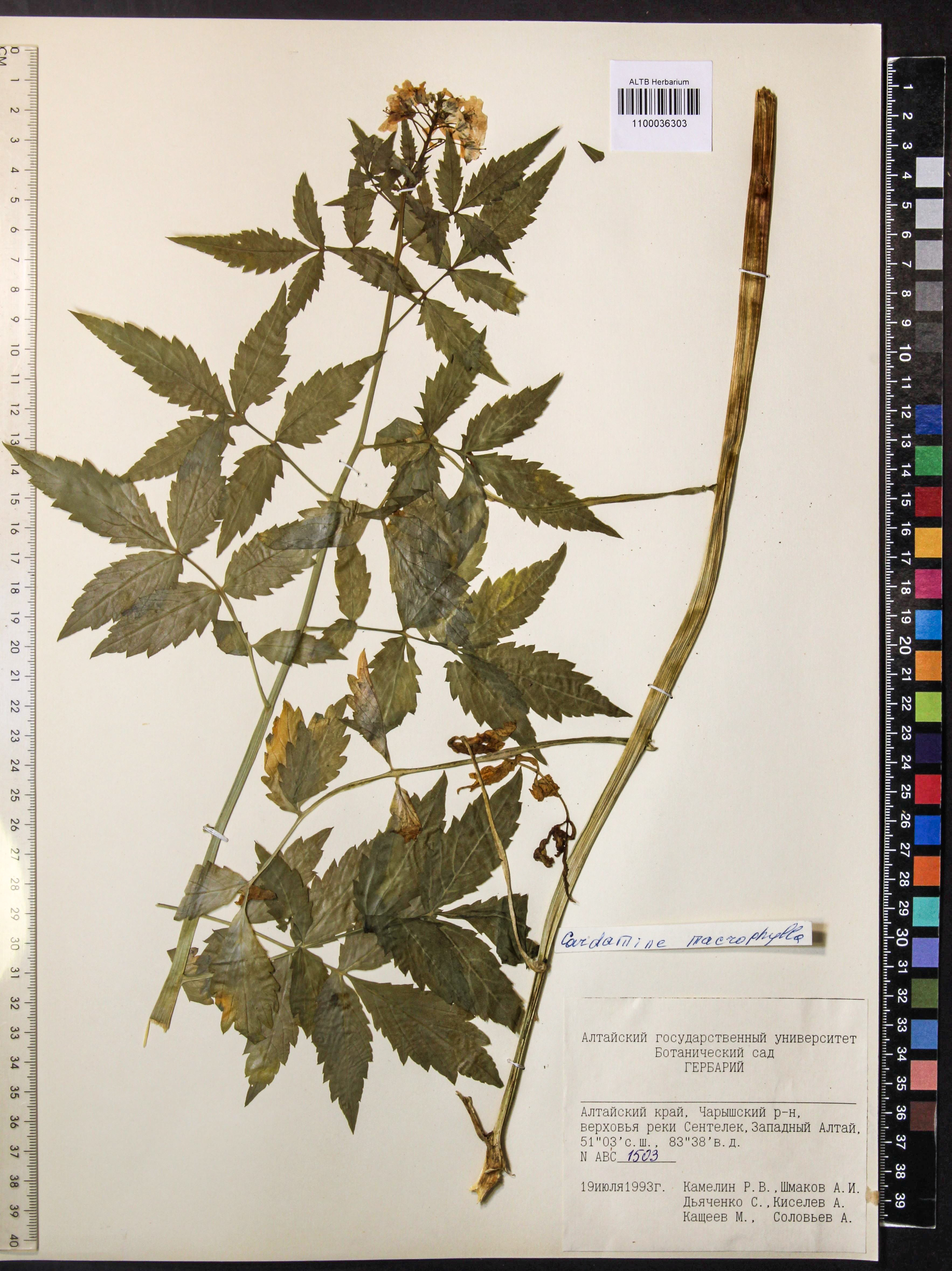 Cardamine macrophylla Willd.