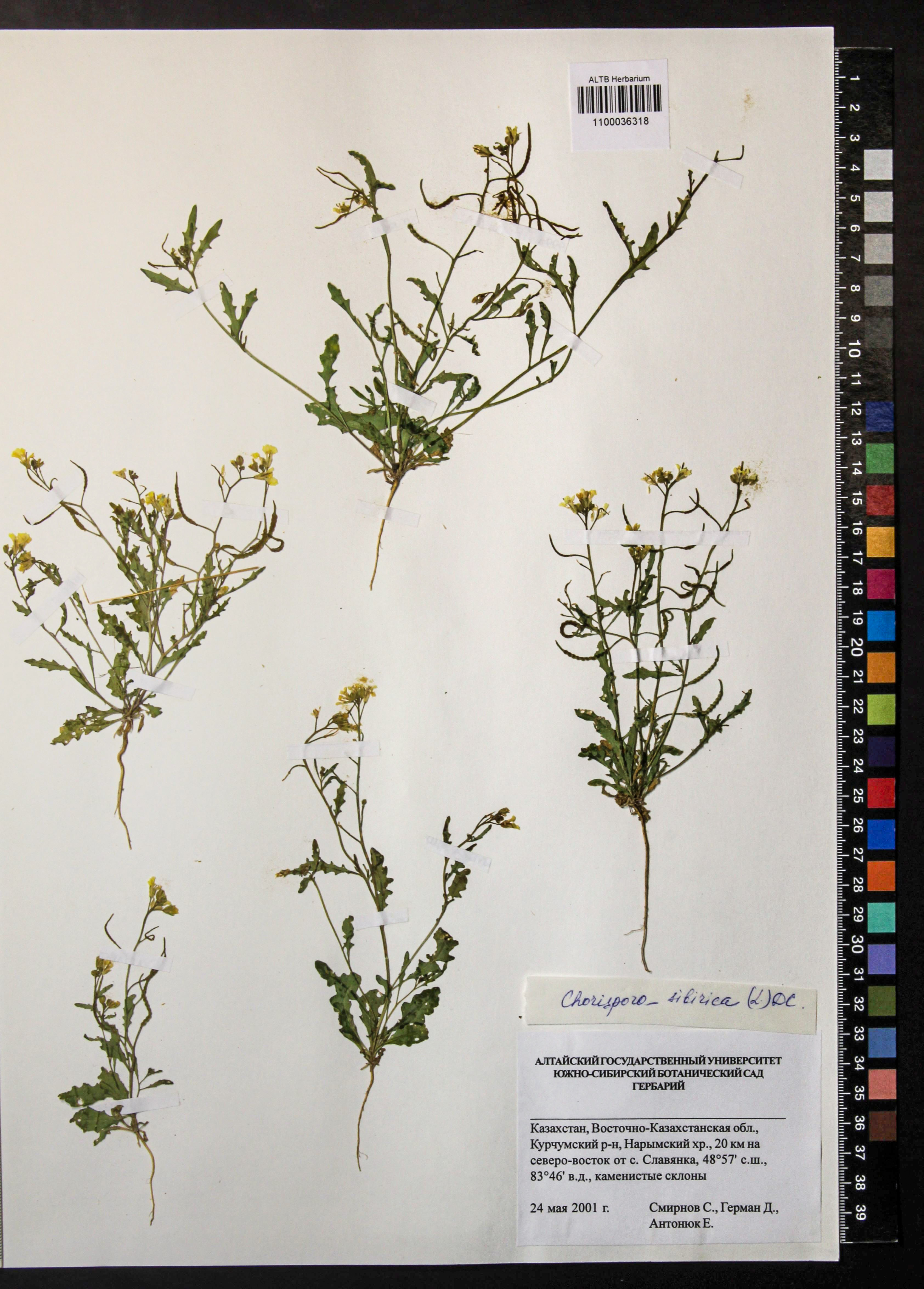 Chorispora sibirica (L.) DC.