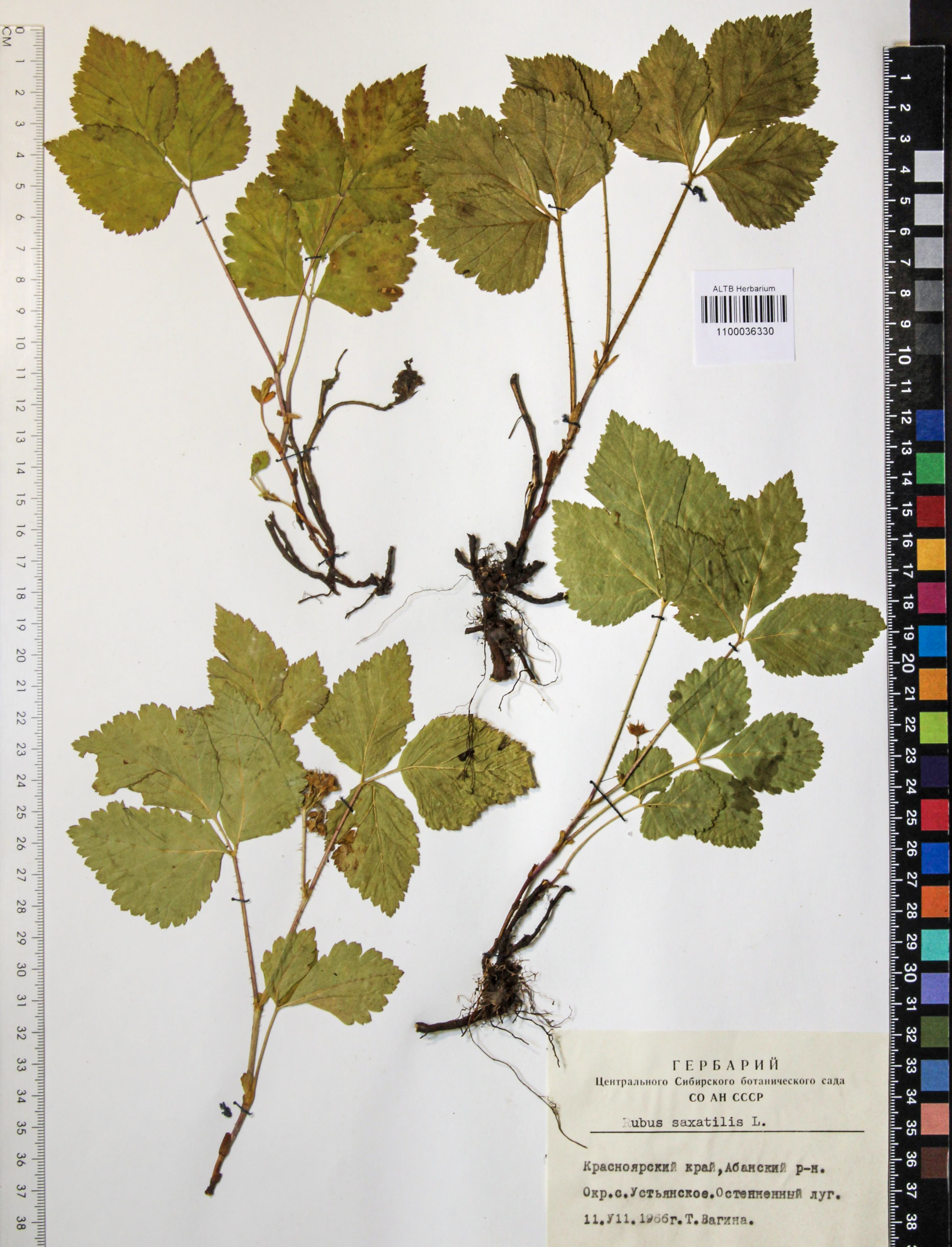 Rubus saxatilis L.