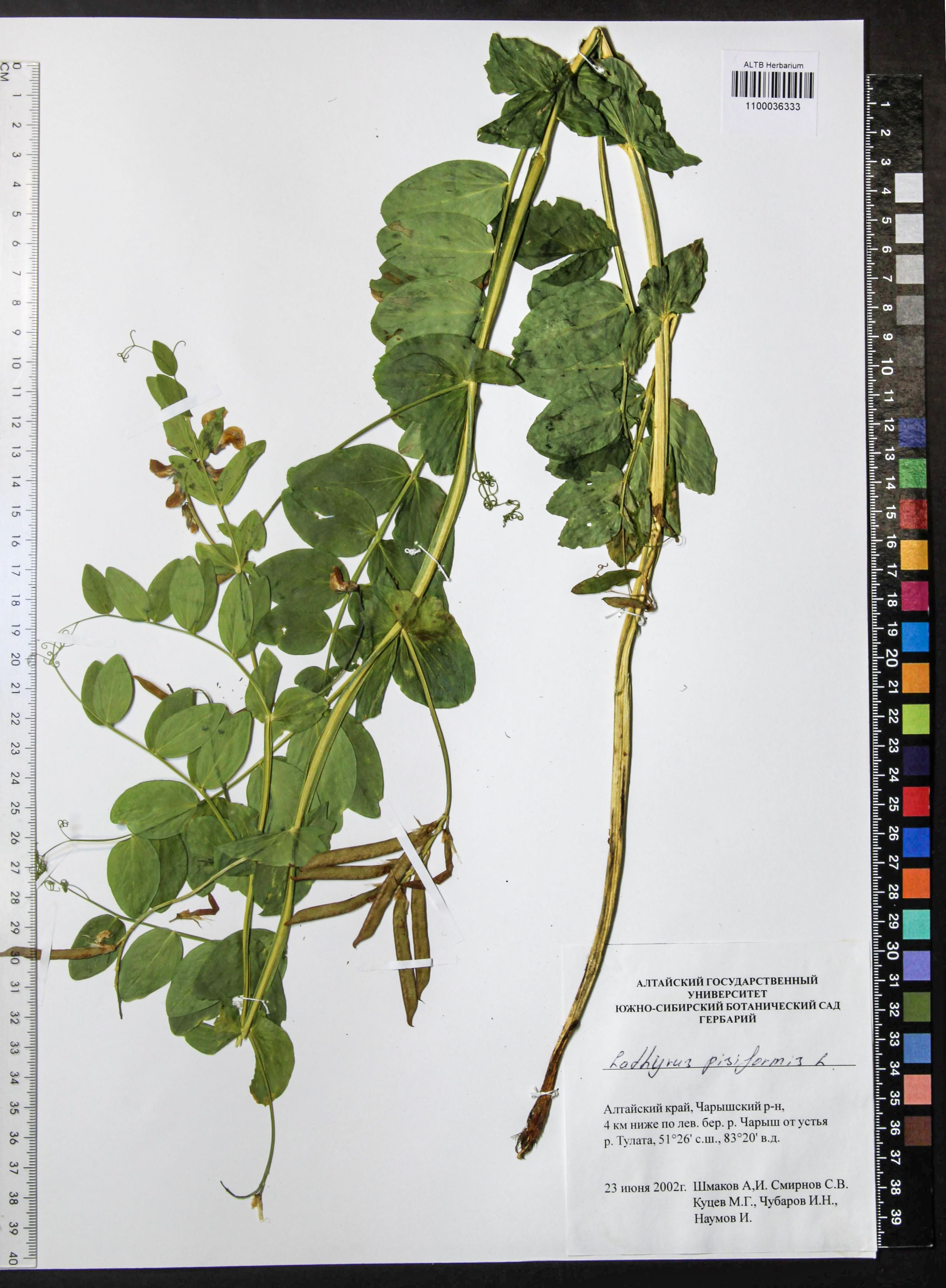 Lathyrus pisiformis L.