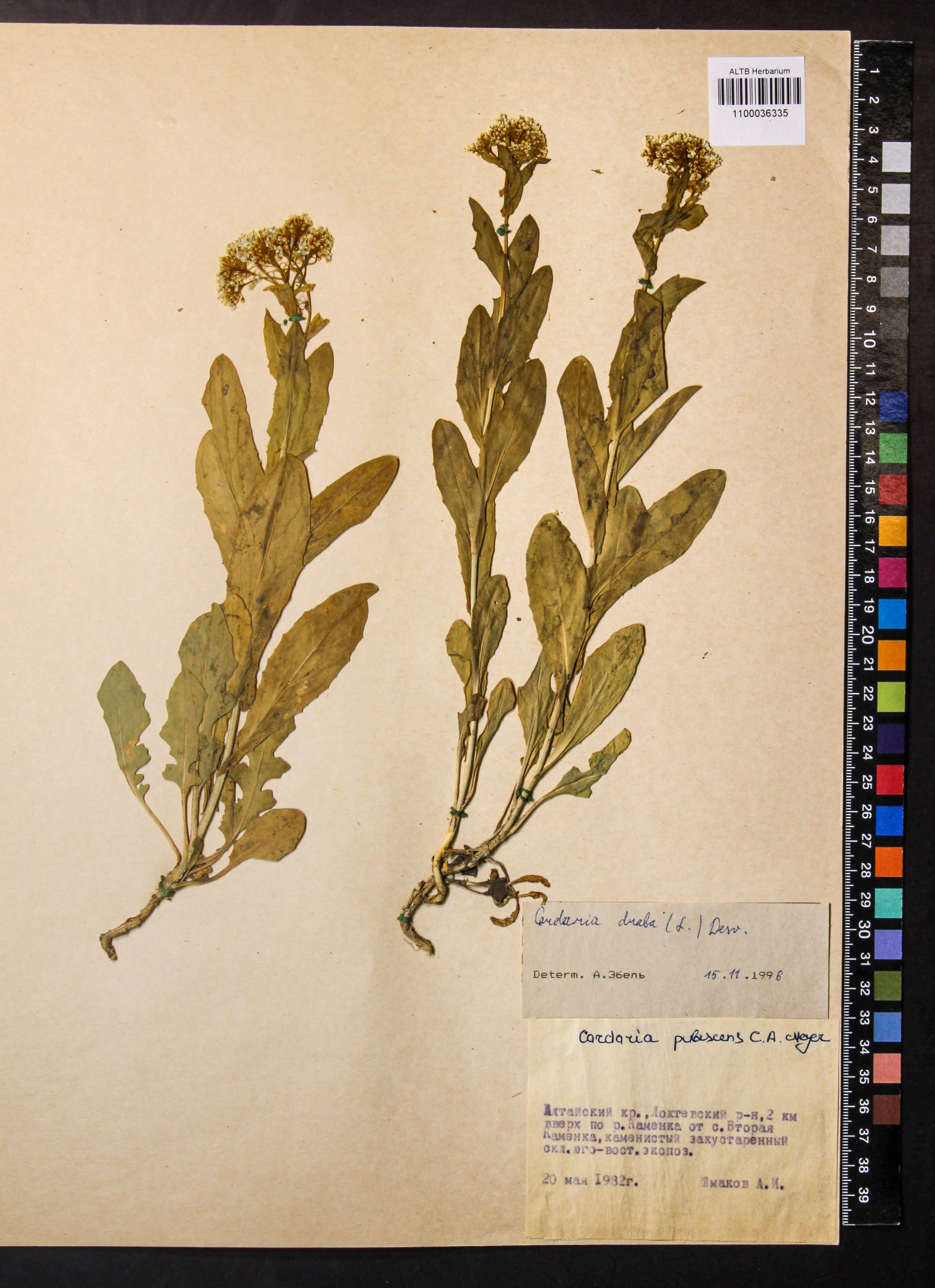 Cardaria draba (L.) Desv.