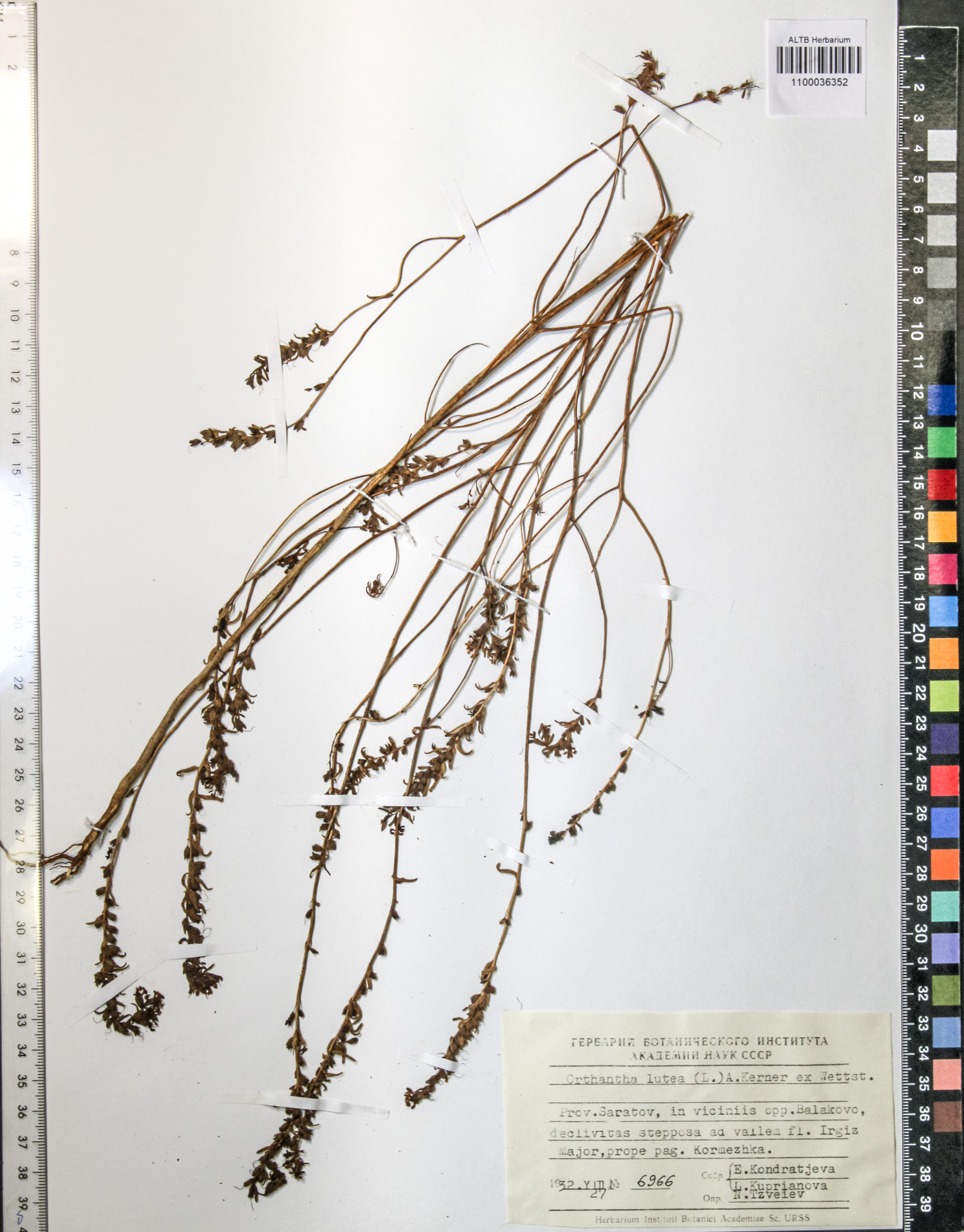 Orthantha lutea (L.) A. Kerner ex Wettst.