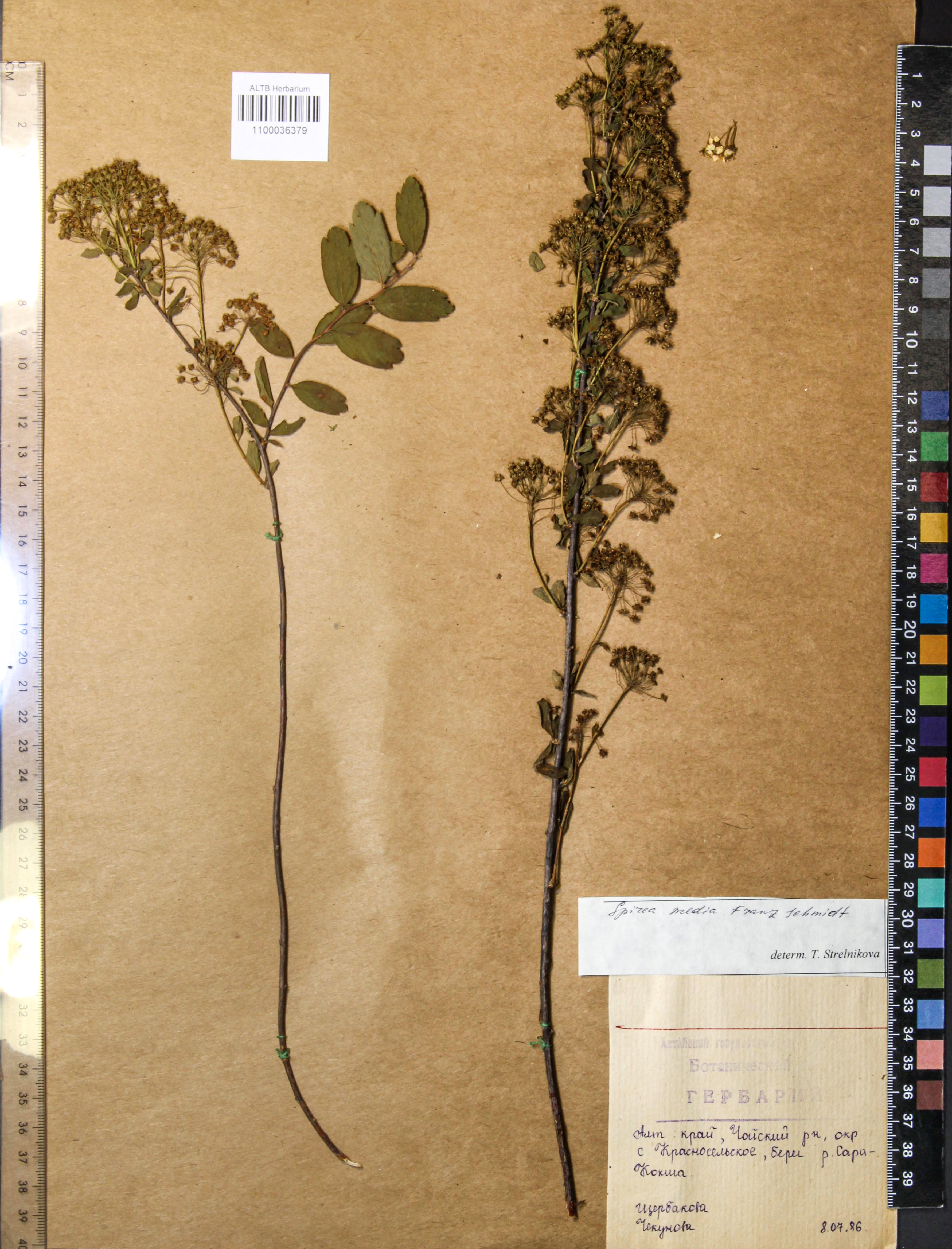 Spiraea media Schmidt