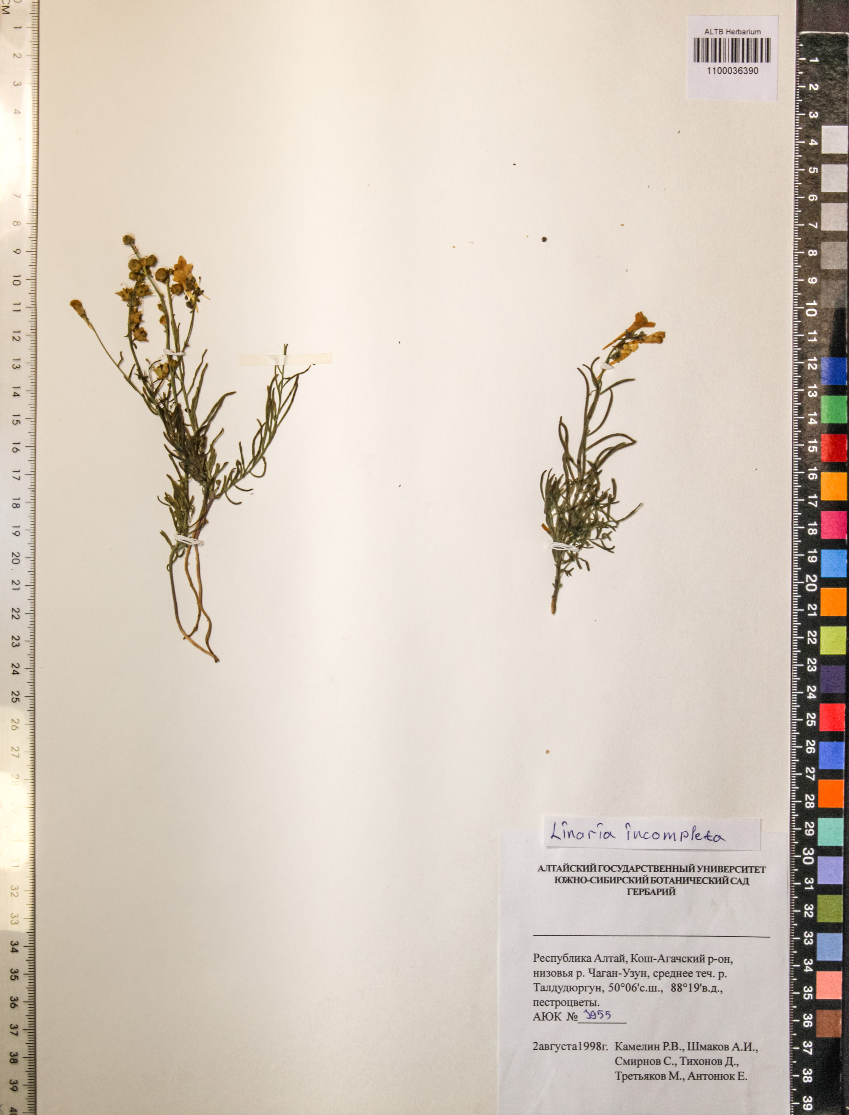 Linaria incompleta Kuprian.