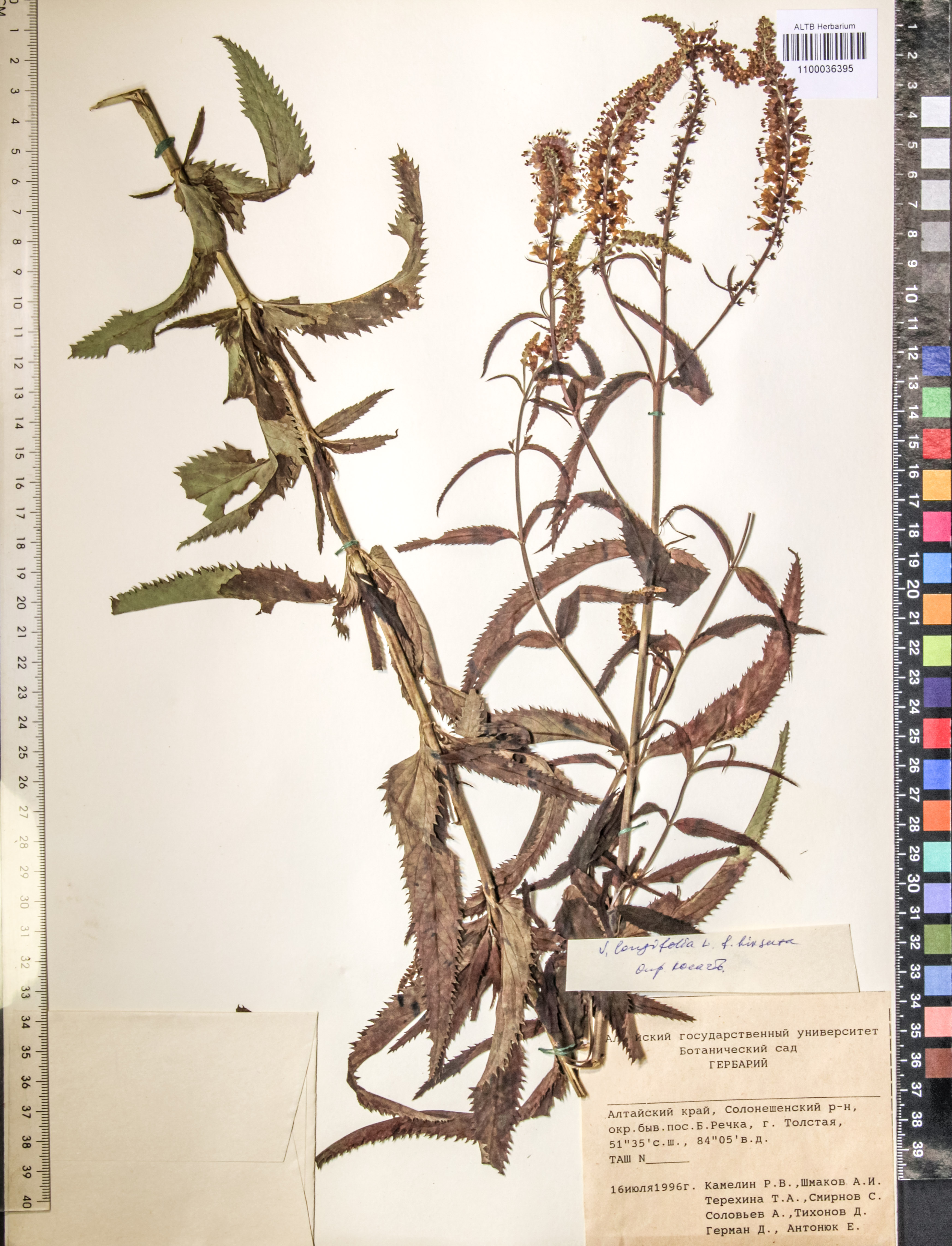 Veronica longifolia L.