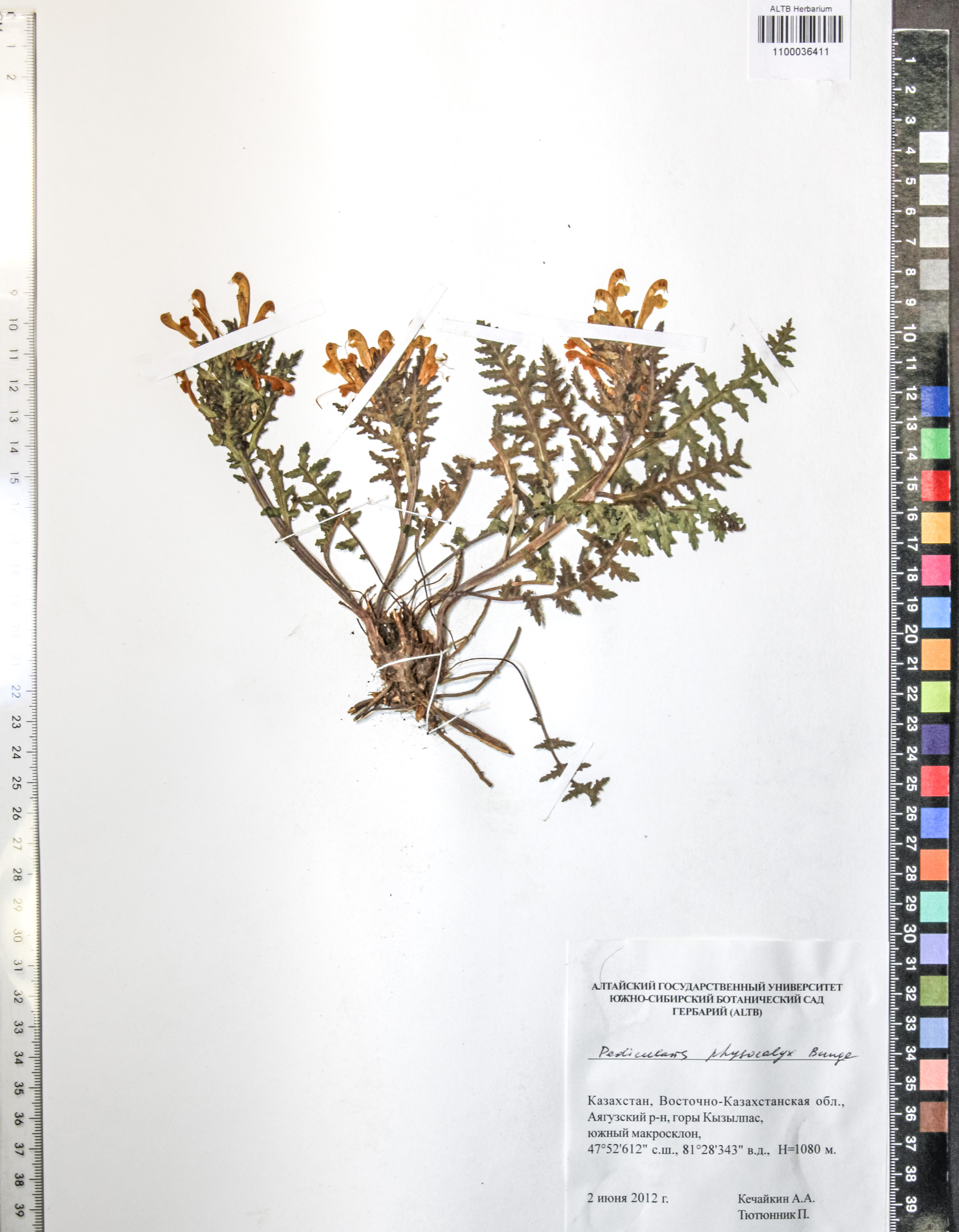Pedicularis physocalix Bunge