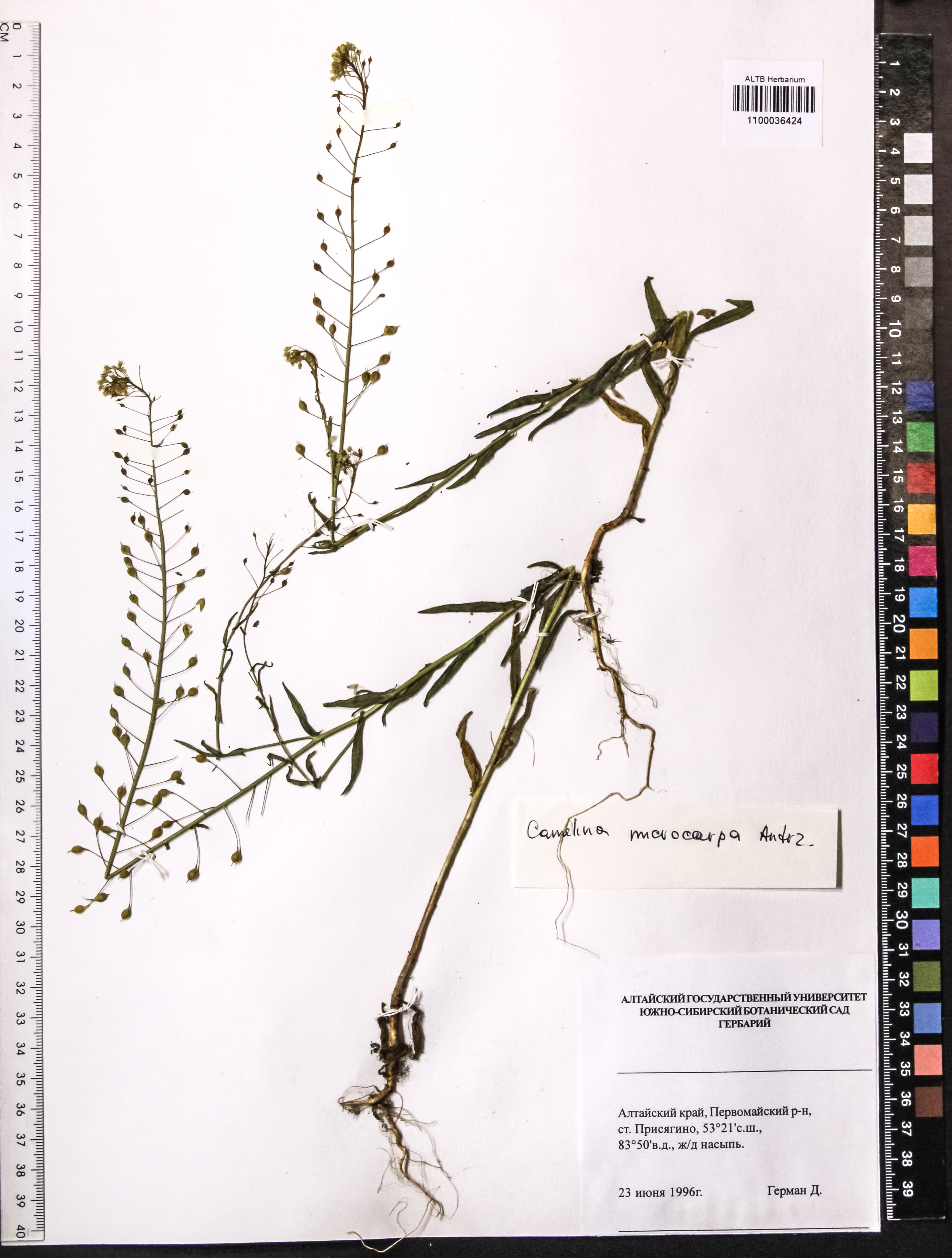 Camelina microcarpa Andrz. ex DC.